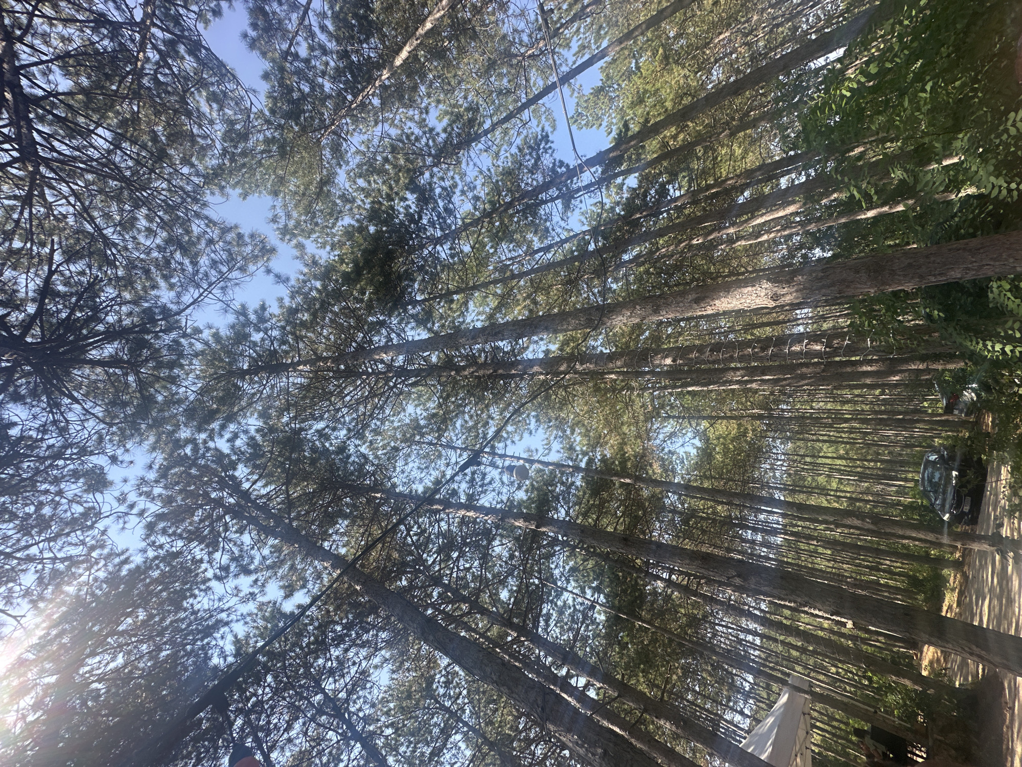The image shows a low-angle view looking up through a dense forest of tall pine trees. Sunlight streams through the canopy, creating bright lens flares. The sky is a clear blue. In the foreground, at the base of the trees, there is a dirt path. On the left side of the path, a white canopy tent is partially visible, with a person sitting near it. Further down the path, a dark-colored car is parked. The overall environment is a natural forest setting, possibly a campsite or park.