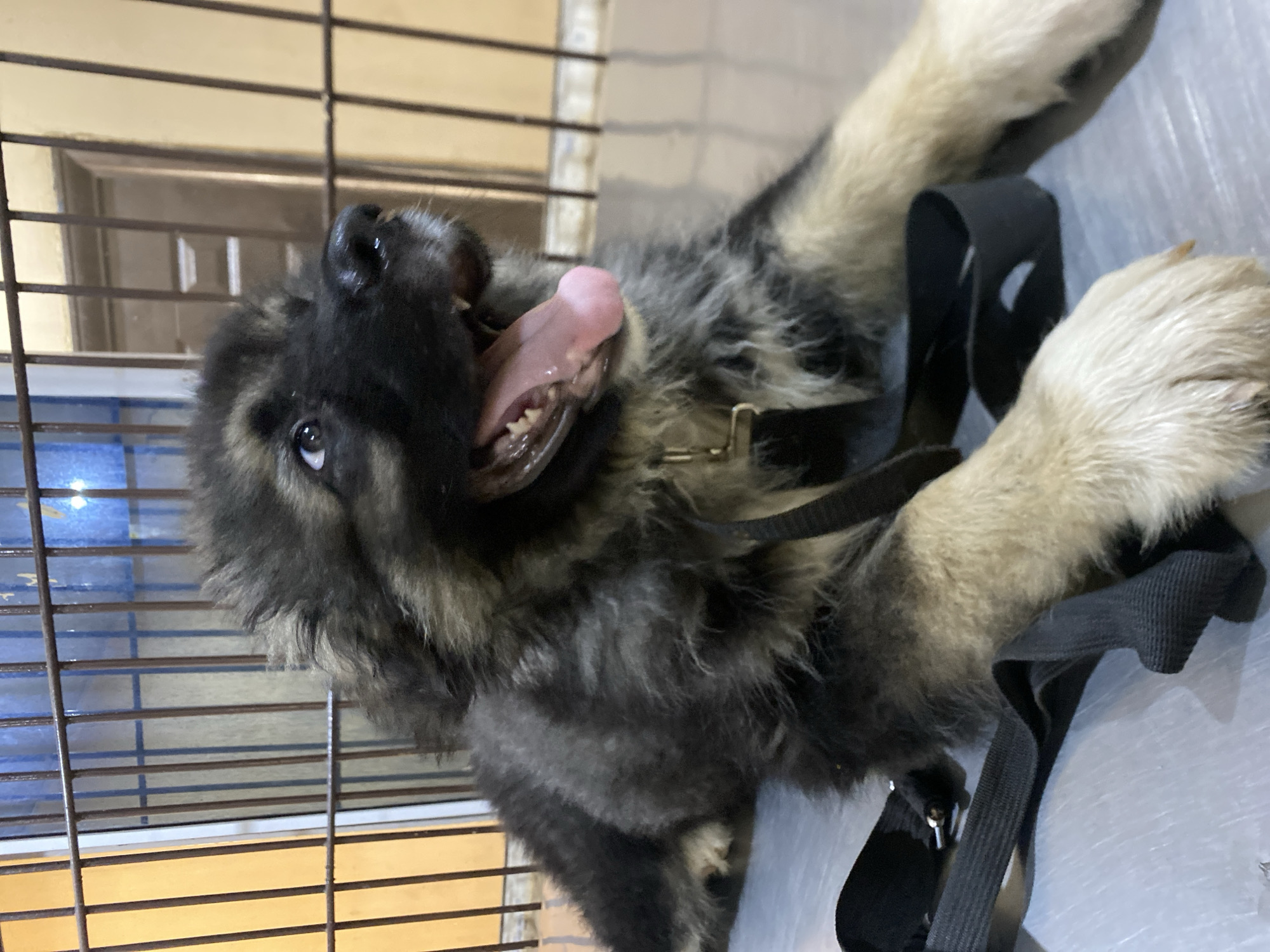 A furry, mostly black, medium-sized dog with tan paws and a pink tongue is lying on its back. The dog is wearing a black collar with a silver buckle. The background includes a barred window, suggesting an indoor environment. The location is specified as Bukuru, Nigeria.