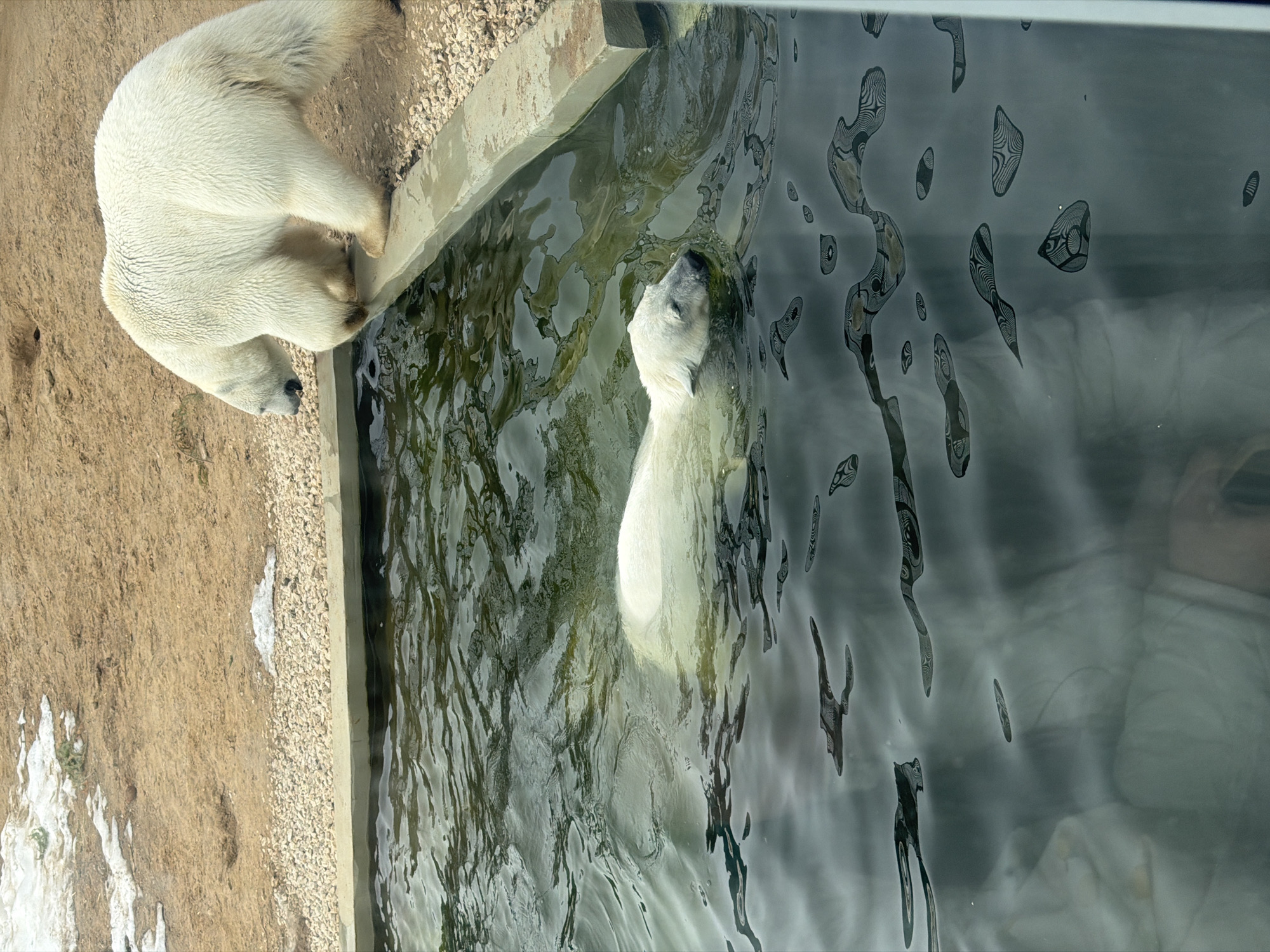 The image shows two polar bears at what appears to be a zoo enclosure. One bear is standing on a sandy area near the edge of a pool of water, while the other bear is submerged in the water, with its head above the surface. The water has some decorative patterns on the viewing panel, obscuring the view inside the tank. The location is likely the Perm Zoo in Perm, Russia, based on similar enclosures.