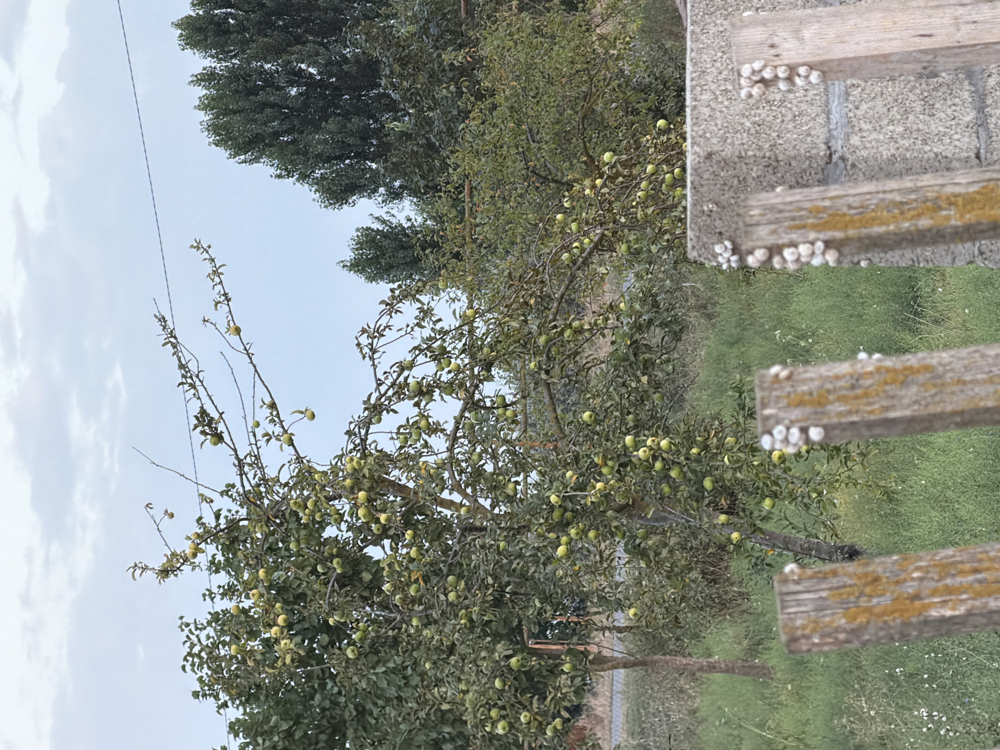 An outdoor, eye-level shot captures an apple tree laden with green apples, situated in a grassy area with a weathered fence in the foreground. The tree's branches extend outwards, some laden with fruit, against a backdrop of green foliage and a light blue sky with sparse clouds. The fence, composed of wooden posts and what appears to be concrete, has several small white snails clustered on its surface. The overall scene suggests a rural or semi-rural environment.