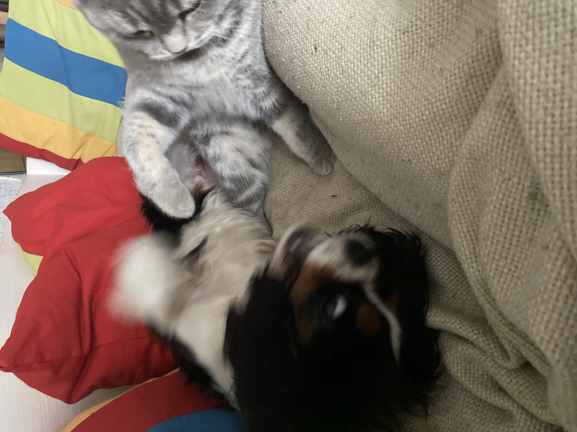 A gray tabby cat is interacting with a black and white Cavalier King Charles Spaniel puppy on a tan sofa. The cat is positioned above the puppy, appearing to hold or touch it with its paws. Colorful pillows with red, yellow, and blue stripes are visible in the background. The location is not apparent from the image and therefore cannot be determined as Votkinsk, Russia.