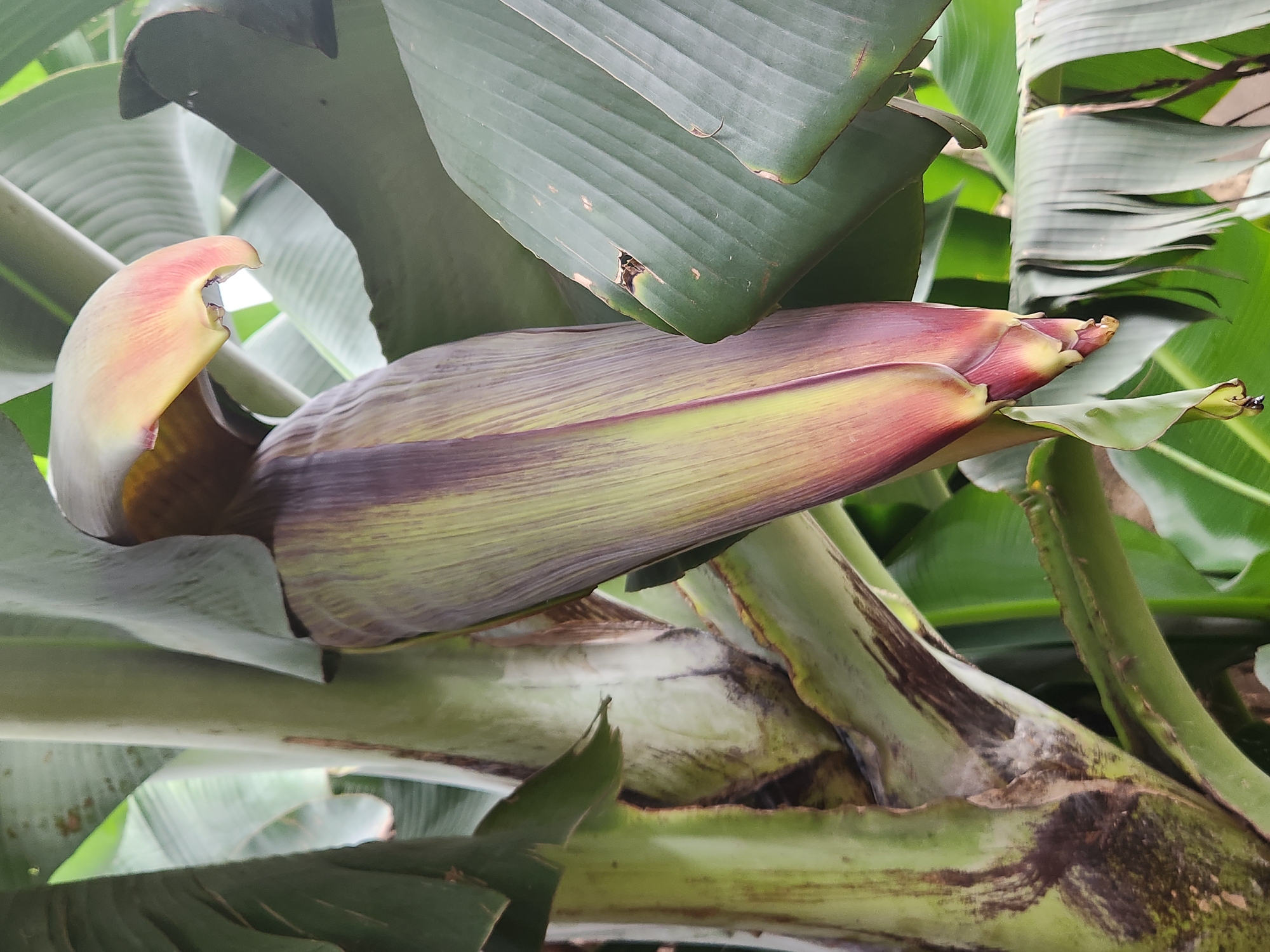 A close-up, slightly angled shot focuses on a banana blossom hanging from its stalk amidst large green banana leaves. The blossom, which appears to be reddish-purple and yellow, is elongated and teardrop-shaped, with layers of bracts partially covering the inner developing fruit. The stalk of the banana plant, a thick, pale green cylinder with brown streaks, is visible on the left. The background consists of more lush green banana leaves, some in focus and others slightly blurred, suggesting an outdoor environment. The lighting is natural and diffused, typical of an overcast day or shaded area, with no harsh shadows. The overall impression is one of natural growth and the early stages of fruit development. The image was taken in Sabon Tasha, Nigeria.