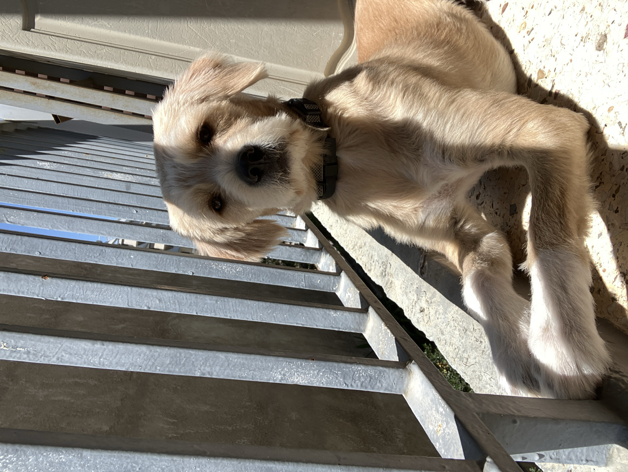 A light-colored dog with shaggy fur and floppy ears lies on a concrete surface. The dog wears a dark collar with a patterned band. Sunlight casts shadows from a metal fence onto the dog and the ground. The fence is composed of vertical bars and a horizontal railing. The background shows a light-colored wall and glimpses of blue sky.