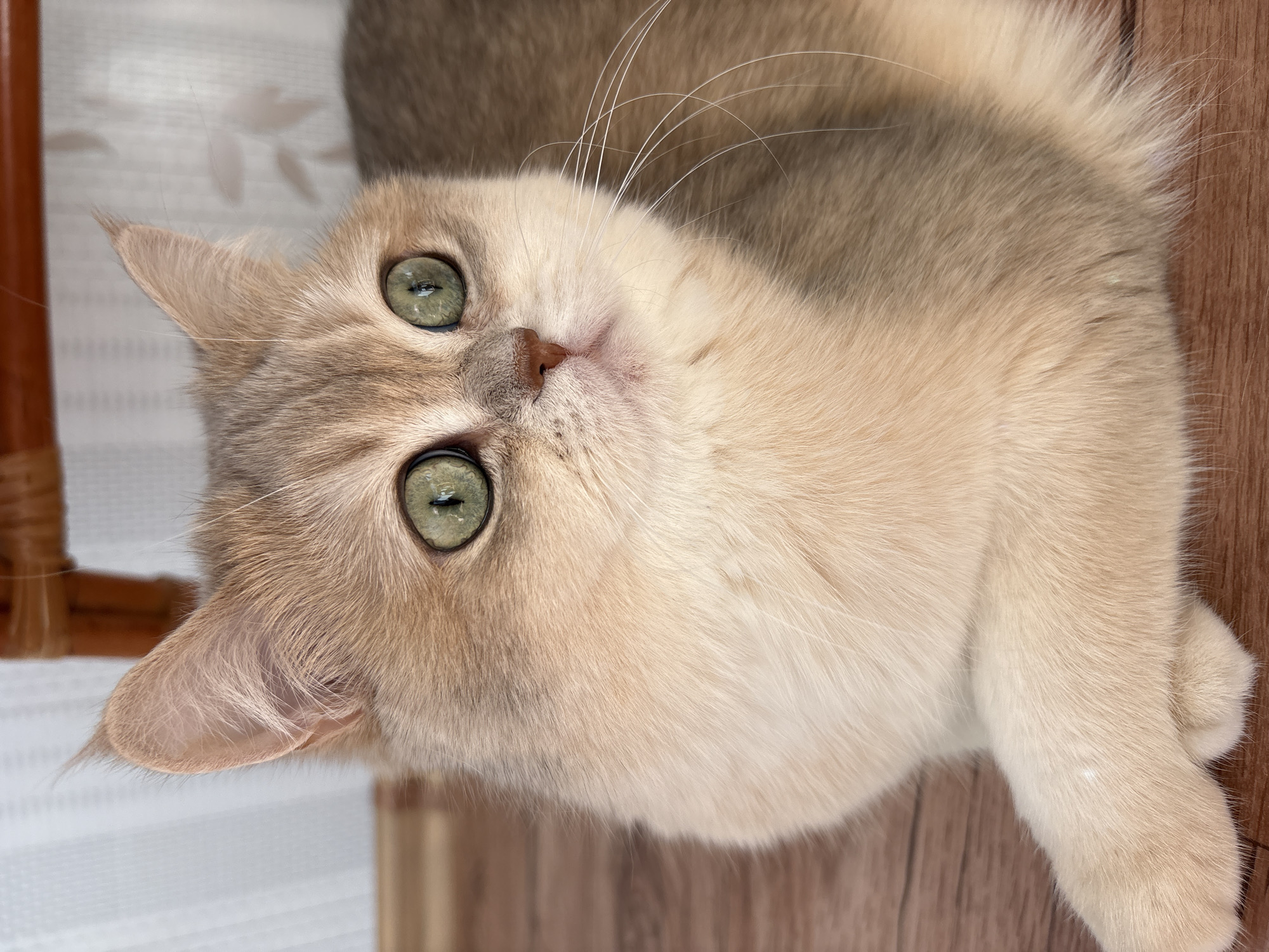 A close-up, slightly canted, high-angle shot shows a light-colored cat with striking green eyes. The cat is looking directly at the camera. The background appears to be part of a wooden surface or floor. A small portion of a brown wooden structure, possibly furniture, is visible on the left. The environment is indoors. No specific details indicate the location in Chaikovsky, Russia. No people are visible.