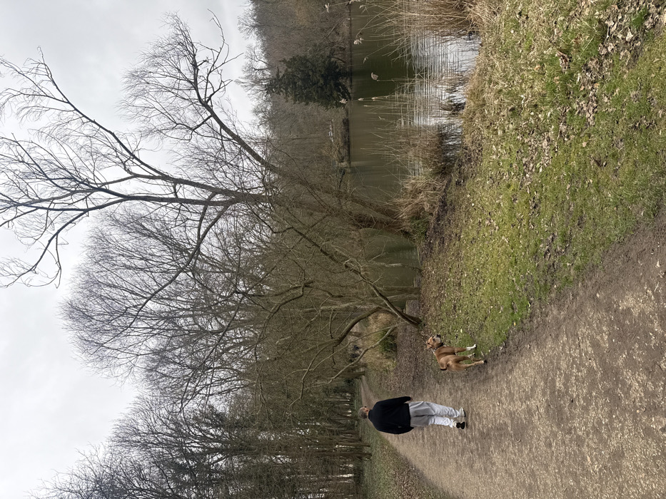 A man and a dog walk on a dirt path bordered by leafless trees on one side and a grassy bank sloping down to a body of water on the other. The man wears a black top and grey pants. The dog is brown. The water is calm with some reeds along the edge. The sky is overcast.
