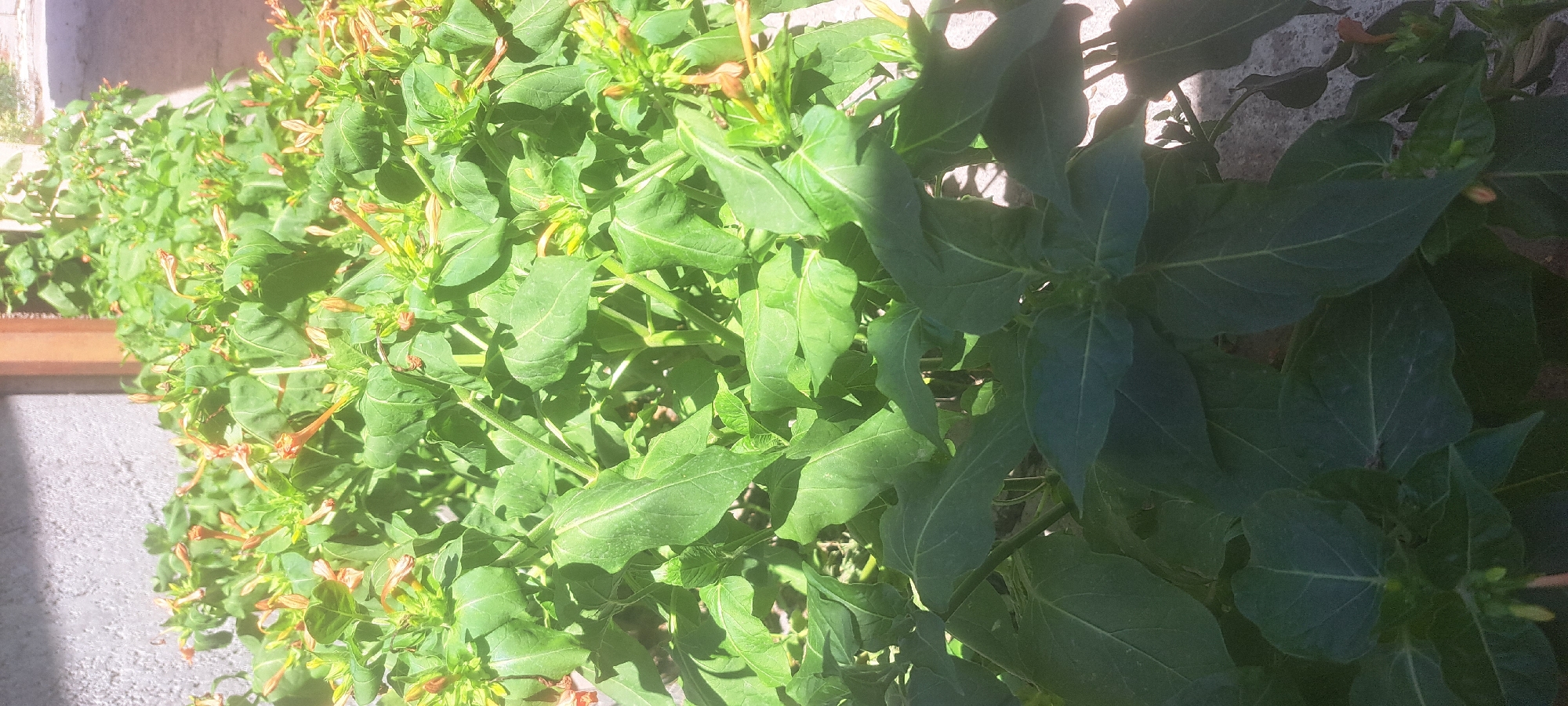 The image shows a dense cluster of green foliage with small, trumpet-shaped flowers in shades of orange and yellow. The plants are growing in a confined area, possibly a garden bed or planter, with a concrete surface visible in the foreground and a textured wall in the background. Sunlight casts shadows on the leaves and ground, indicating it is daytime. The scene is likely outdoors in an urban setting. There are no people or animals visible in the image. The environment suggests a warm climate, suitable for flowering plants.