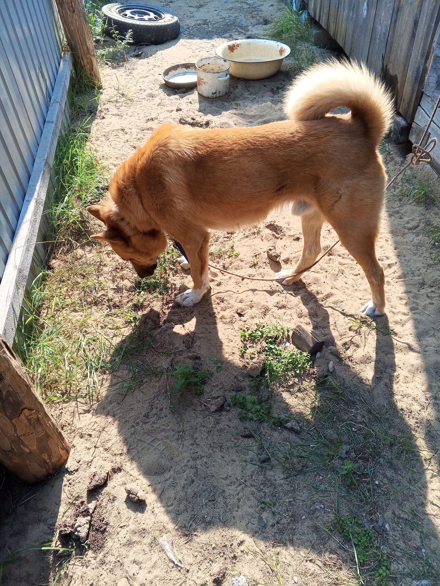 A medium-sized, short-haired dog with reddish-brown fur stands in a sandy outdoor area. The dog is facing downwards, appearing to sniff the ground, with its tail curled over its back. The environment includes a corrugated metal fence on the left, a wooden fence on the right, and various objects scattered on the sandy ground. These objects include a car tire, two metal bowls, one of which appears to contain liquid, and some pieces of wood. Patches of green grass are growing in the sand. The scene is lit by strong sunlight, casting distinct shadows. There is no indication of human presence or activity in the immediate vicinity. This image could be located in Vilyuysk, Russia, given the context.