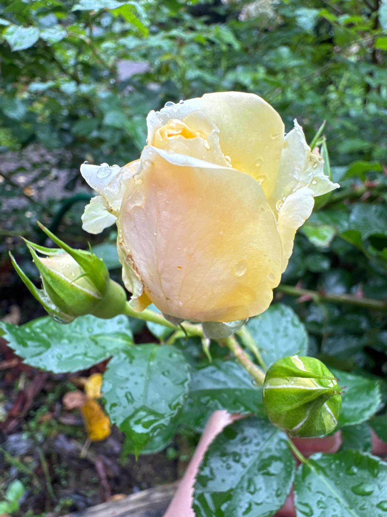 A close-up, vertically oriented, eye-level shot captures a pale yellow rose in bloom, glistening with water droplets. The rose is positioned slightly right of center, its petals unfurling and edged with white. Two rosebuds flank the main bloom: one to the left, smaller and tightly closed, and another to the right, also closed but showing hints of the petal structure within its green sepals. The rose and buds are surrounded by lush, green foliage, also wet with water. The background is a blur of darker green leaves and some brown soil, suggesting a garden setting. The lighting is soft, indicating an overcast or shaded environment. The scene appears to be in Steklyannyi, Russia, in a garden with a rose bush. There are no people visible in the frame.
