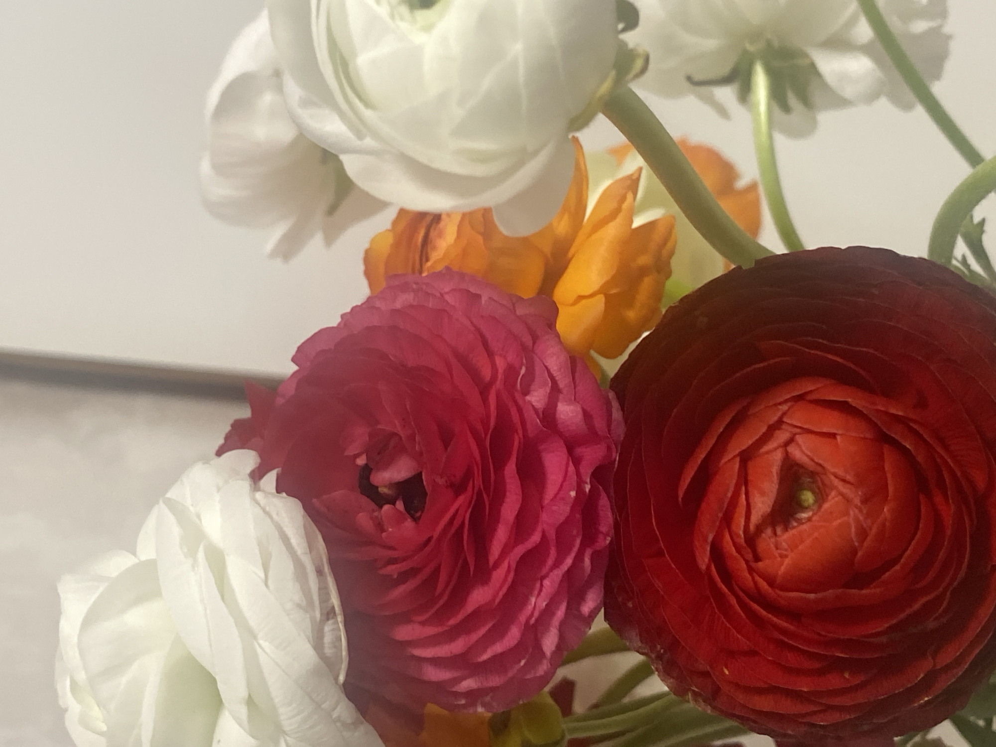 The image presents a close-up, vibrant arrangement of several ranunculus flowers. The composition features four prominent blooms in the foreground and midground, showcasing a rich palette of colors.
To the top left and bottom left, white ranunculus flowers are visible, their delicate, layered petals softly rendered. A warm orange ranunculus is situated in the center-back of the arrangement. In the left-center, a fuchsia or dark pink ranunculus displays its intricately ruffled petals, with its dark center slightly visible. Dominating the right side of the frame is a deep red or maroon ranunculus, its tightly packed petals forming a striking circular pattern, with a small green pistil peeking through its core.
Green stems are intermittently visible, providing natural accents amidst the colorful blooms. The background is a uniformly light, possibly off-white or cream, surface, rendered out of focus to emphasize the flowers. The lighting is soft and diffused, creating gentle shadows and highlights on the petals. No people are present, and no specific activity is taking place; it is a still life arrangement. There are no discernible location cues within the image itself to suggest the given context of Sochi, Russia, nor is there any visible text. The overall impression is one of natural beauty and rich color.