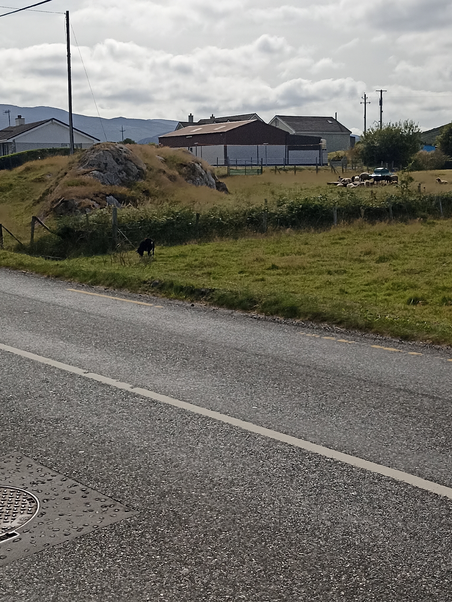 The image depicts a rural scene in Annagry, Ireland, characterized by a road in the foreground and a grassy field beyond. A black animal, possibly a dog, is grazing in the field near a rocky mound. In the background, several buildings, including houses and farm structures, are visible, suggesting a residential or agricultural area. A herd of sheep is gathered in the field near a water trough. The sky is cloudy, with a few patches of blue visible. The overall impression is one of a tranquil, natural landscape with evidence of human habitation.