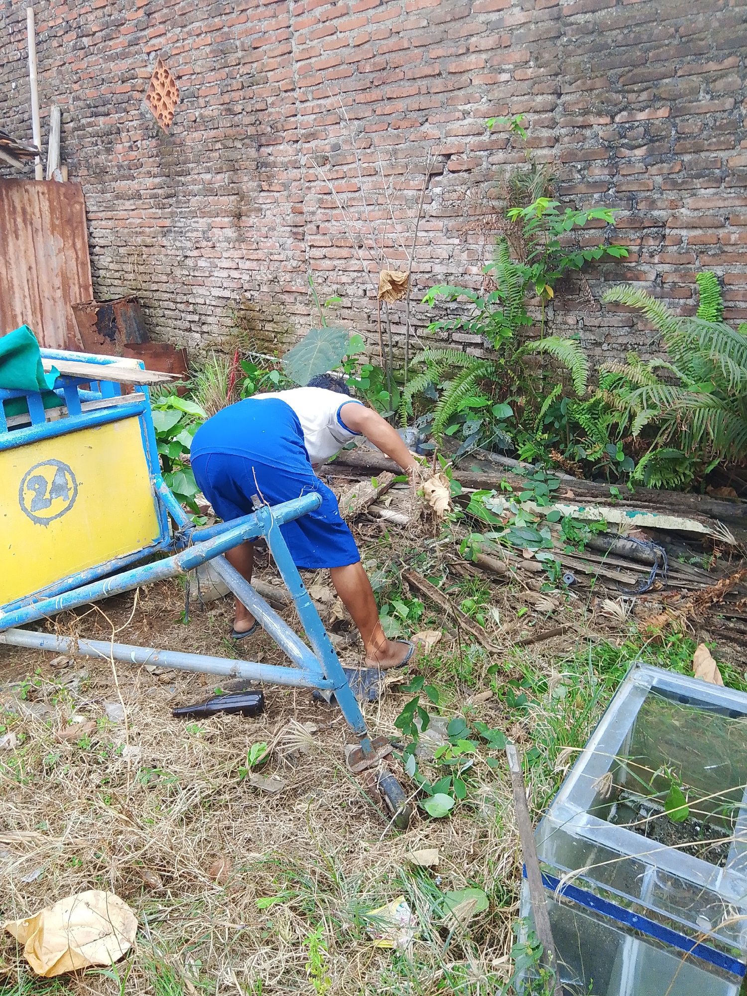 A person, wearing blue shorts and a white t-shirt, is bent over and appears to be picking up debris or clearing vegetation. They are in an outdoor area with a brick wall in the background. The ground is covered with dry grass, some scattered leaves, and various items including pieces of wood, a blue and yellow structure that resembles part of a cart or display, and a glass container. The environment suggests a somewhat unkempt or storage area. The brick wall shows signs of age and weathering. There is also some green foliage growing near the wall. The overall scene appears to be in Pekalongan, Indonesia, likely in a residential or backlot area.