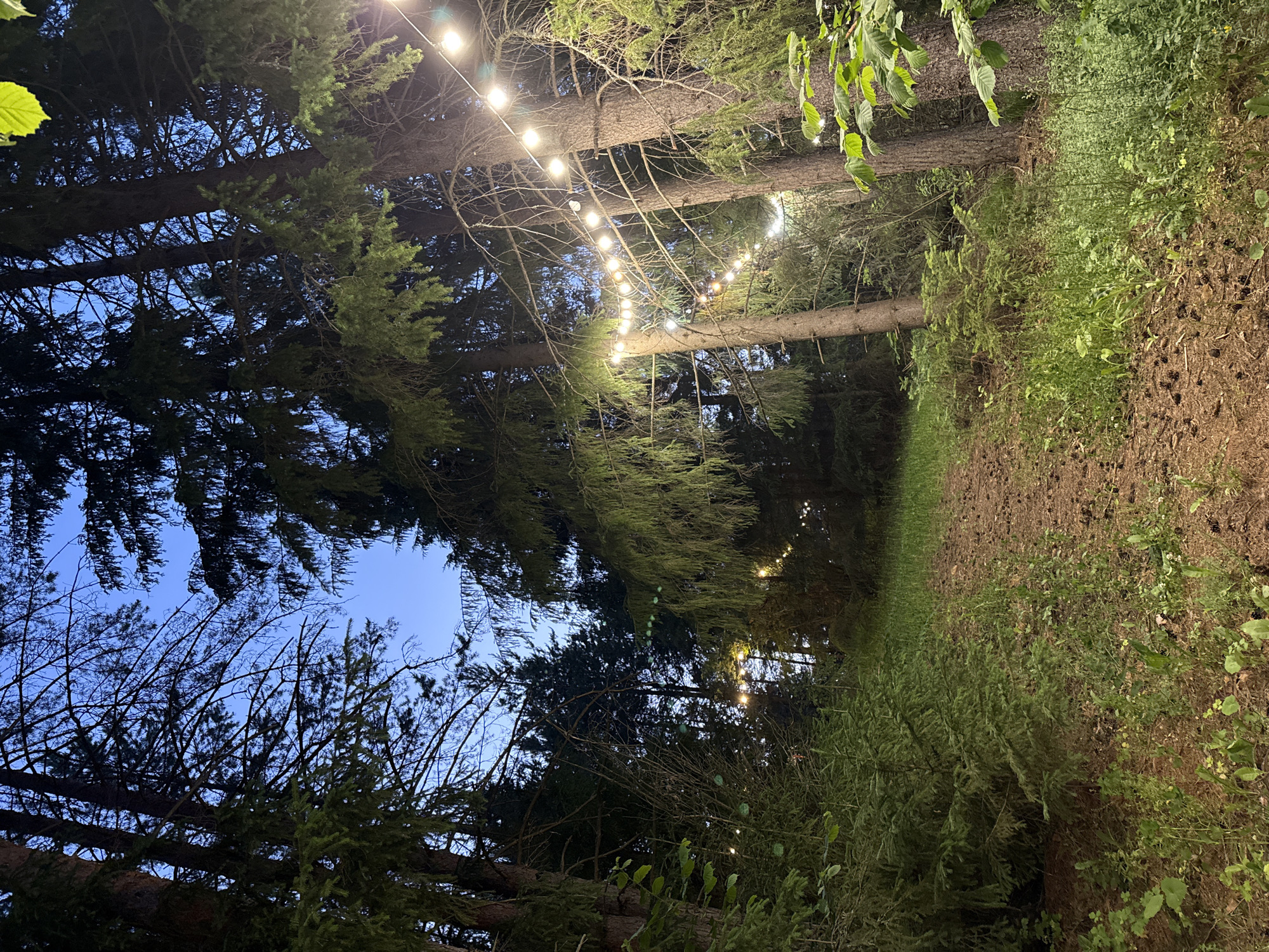 The image depicts a pathway winding through a forest at dusk. The sky above is a deep blue, transitioning into the evening. Tall evergreen trees dominate the scene, their branches creating a canopy that filters the fading light. Strands of fairy lights are strung between the trees, their warm glow illuminating parts of the forest floor and adding a festive atmosphere. The ground is covered with pine needles, cones, and patches of green grass and other low-lying vegetation. A narrow dirt path is visible, leading the eye deeper into the woods. The overall impression is one of a serene, natural setting enhanced by decorative lighting, likely set up for an outdoor event or gathering. The location is stated to be in the city of Makarovo, Russia. There are no people or animals visible in the image.