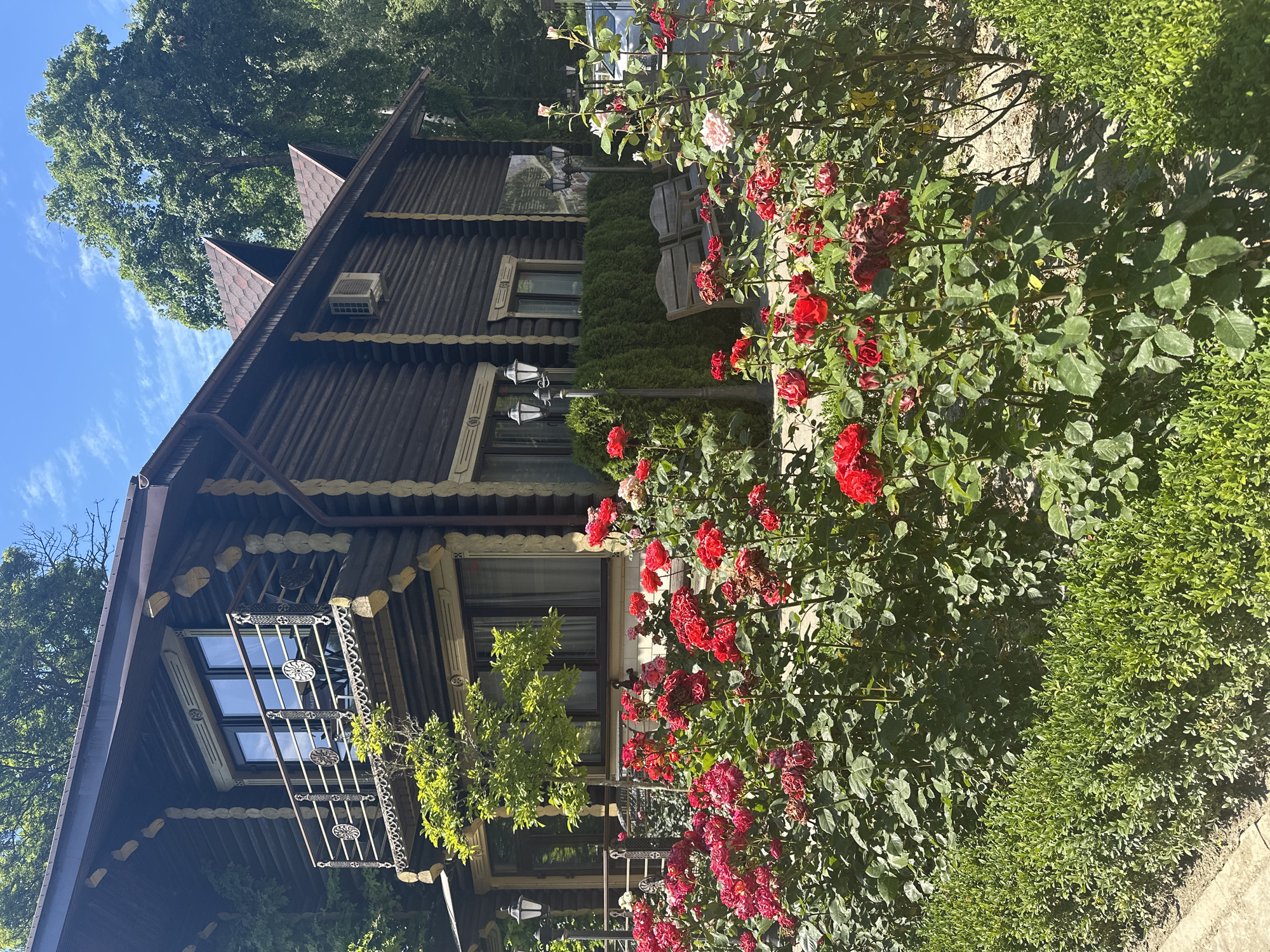 A wooden log cabin-style house is surrounded by a blooming rose garden in Shirokaya Schel, Russia. The house features dark brown logs with light-colored chinking, a dark brown roof with peaked gables, and a balcony with decorative metal railings. A small green tree grows in front of the house, partially obscuring a window. Multiple lampposts are visible around the property. In the foreground, a dense garden of red and pink roses is in full bloom, with a neatly trimmed green hedge along the bottom of the frame. Two wooden benches are placed near the house, and a portion of a white car is visible in the background. The sky is bright blue with scattered white clouds.
