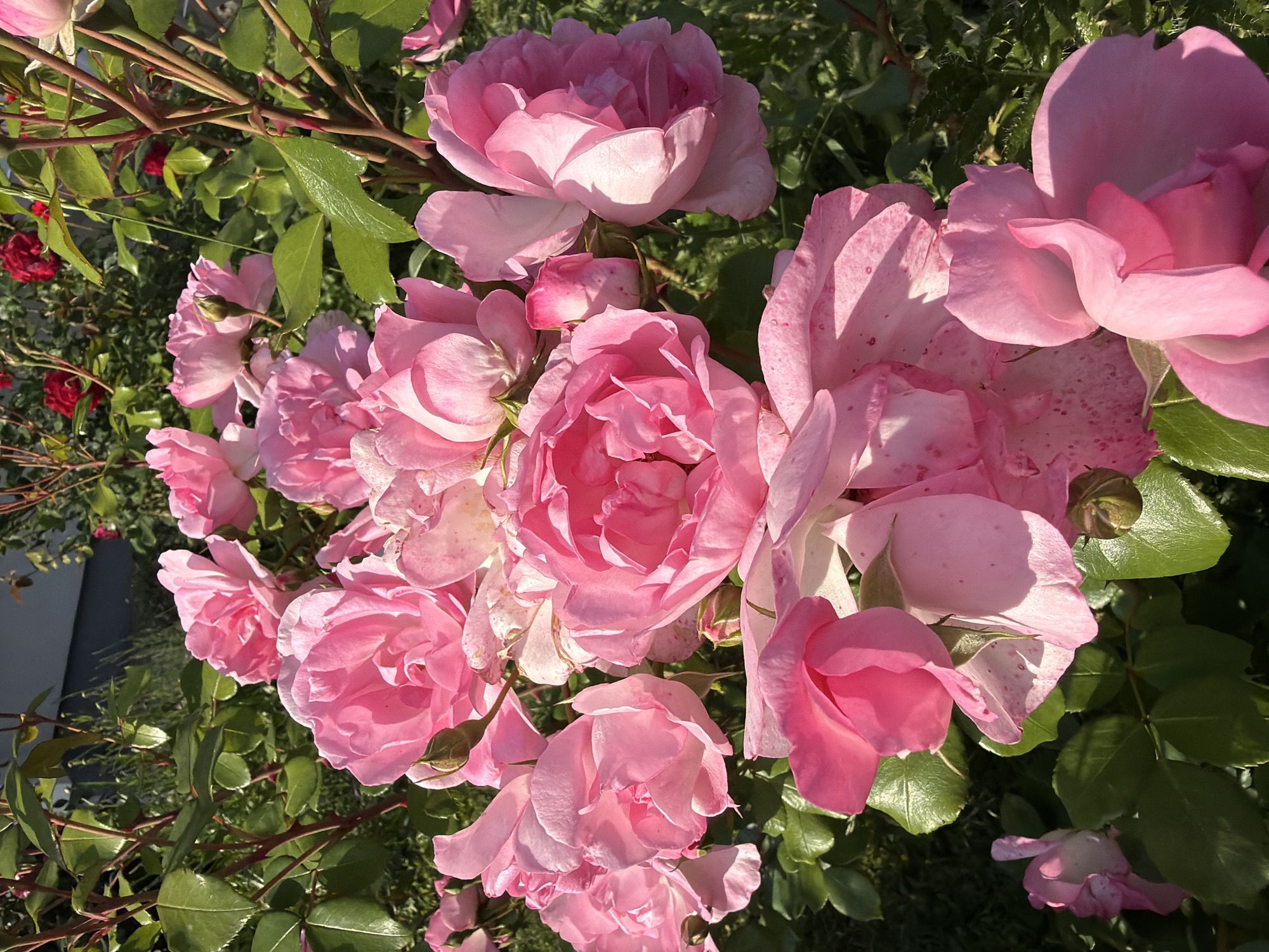 This media file features a close-up, top-down view of a cluster of blooming pink roses, their petals catching the sunlight. The roses are the primary subject, with varying degrees of openness, from tightly furled buds to fully unfurled blooms. Some petals exhibit subtle speckling of a deeper pink hue.
Surrounding the roses are lush green leaves and thorny stems, indicative of a rose bush. The natural setting suggests an outdoor environment, likely a garden, given the presence of multiple flowering plants and their foliage. Hints of red roses are visible in the background, adding depth and variety to the floral display.
The lighting suggests it is daytime, with sunlight casting highlights and shadows on the petals and leaves, creating a sense of warmth and vibrancy. The overall mood conveyed is one of natural beauty and tranquility. There are no visible people, objects, or text in the image. The location context is Kozova, Ukraine.