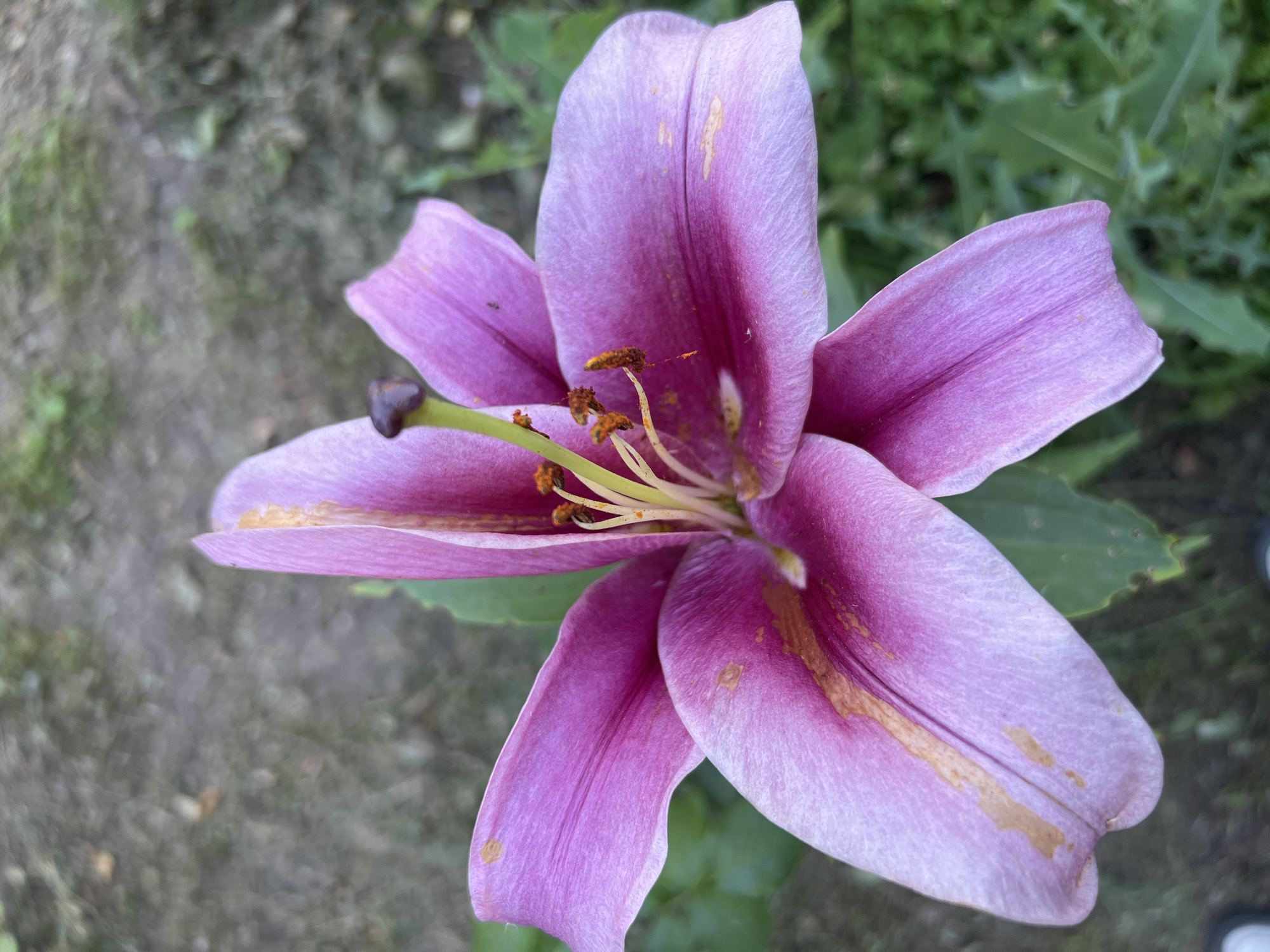 A close-up, overhead shot features a vibrant pink lily in full bloom, its petals unfurling to reveal delicate stamens and pistils at its center. The flower is positioned in the foreground against a soft-focus background of gray dirt and green foliage. The lily's petals display subtle variations in color, with lighter shades near the edges and deeper pinks towards the center, accented by faint golden streaks. The texture of the petals is clearly visible, showing fine lines and a slightly velvety appearance. The overall impression is one of natural beauty and delicate detail. The image does not provide any specific information or context that would allow for its location to be identified within the city of Magas, Russia.