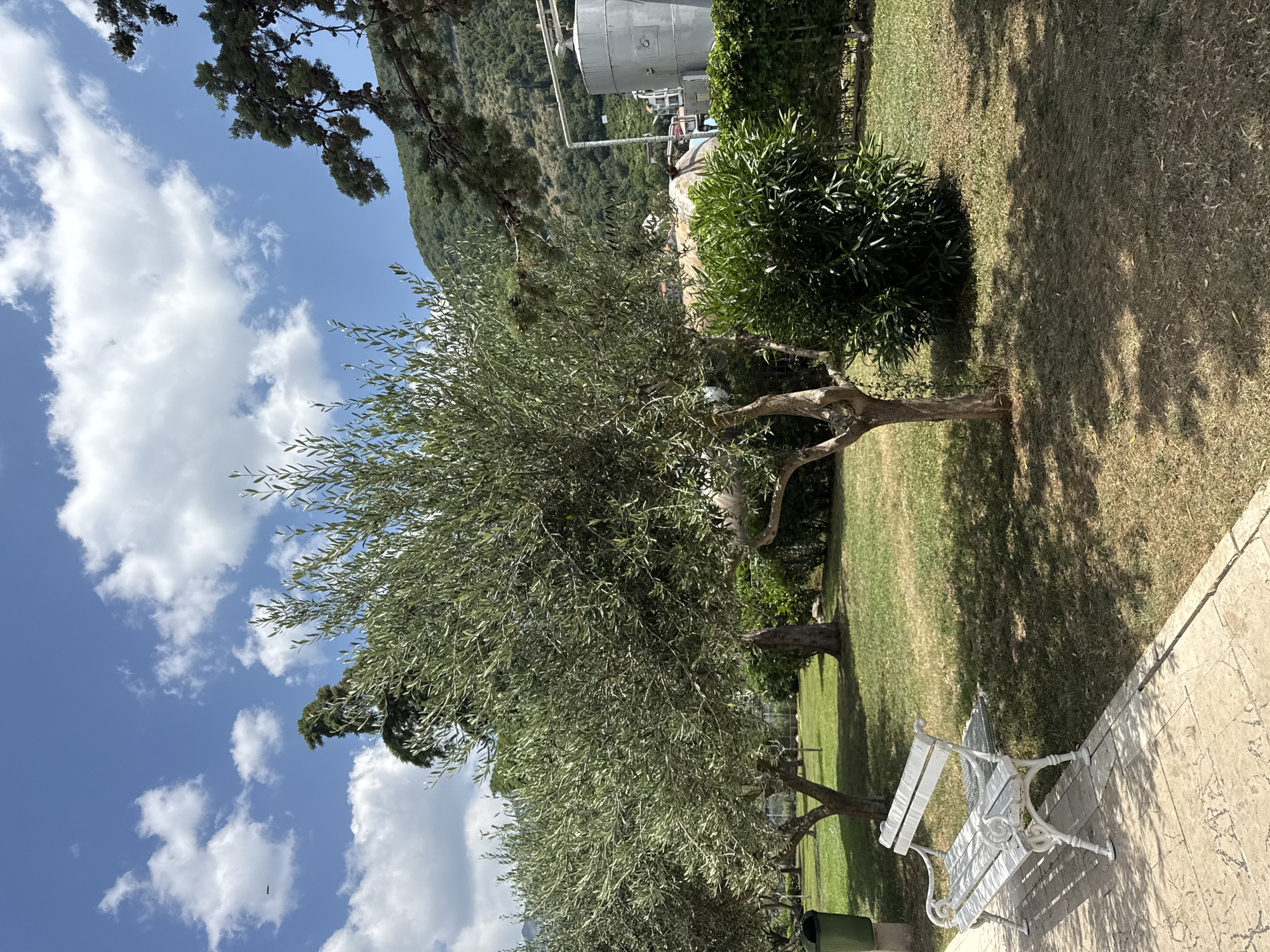 The image depicts an outdoor scene in the city of Boreti, Montenegro, featuring a tranquil park-like setting with lush vegetation and a clear blue sky dotted with fluffy white clouds. In the foreground, a white ornate bench sits on a light-colored tiled pathway, casting dappled shadows from the surrounding trees. Adjacent to the bench is a green trash bin.
The central focus of the image is a mature olive tree with a gnarled trunk and a canopy of silvery-green leaves, its branches reaching outwards. To the right of the olive tree is a dense, dark green shrub, adding a vibrant contrast to the scene. Beyond these elements, the ground is covered in dry, sun-baked grass, indicative of warm weather.
In the background, a large metallic industrial silo with pipes is visible, suggesting proximity to a facility. Further behind, a forested mountainside rises, its slopes covered in dense green trees, creating a picturesque backdrop. The overall impression is one of natural beauty integrated with industrial elements, bathed in bright daylight. There are no people visible in the image.