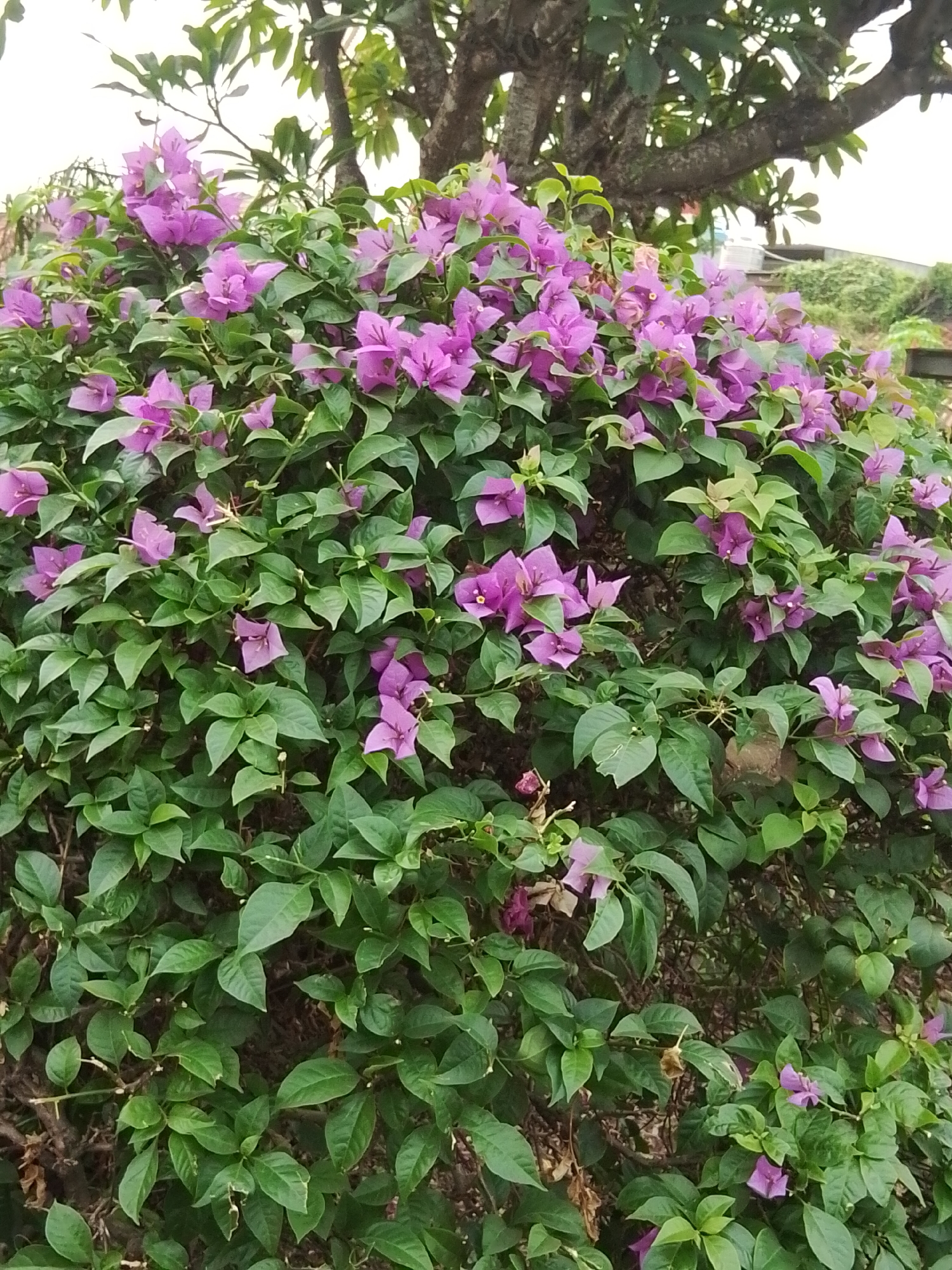 A dense, vibrant bush with abundant bright pink and purple bougainvillea flowers dominates the frame. The flowers, with their delicate papery bracts, are clustered amidst lush green leaves. Some leaves appear slightly dried or brown, suggesting natural aging or a slight lack of water. The bush is situated outdoors, with a thick, textured tree trunk and branches visible in the upper portion of the image. In the background, out of focus, are hints of other greenery and possibly some structures, suggesting an urban or suburban environment. The lighting suggests it is daytime, with a bright sky casting a soft illumination on the scene. This image was captured in Bencongan, Indonesia.