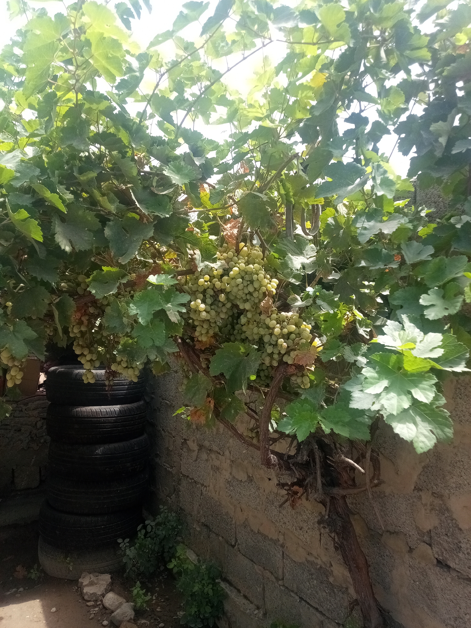 The image depicts a grape vine laden with light green grapes, growing against a stone wall. Several large bunches of grapes are visible, partially obscured by lush green leaves. To the left of the vine, a stack of old tires is piled against the wall. The ground is a mixture of dirt, small stones, and some sparse vegetation. The lighting suggests it is daytime, with sunlight filtering through the leaves. This scene appears to be in an outdoor setting, possibly a backyard or garden area. Given the context of Dushanbe, Tajikistan, this could be a common sight in urban or semi-urban residential areas where fruit trees and vines are often cultivated.