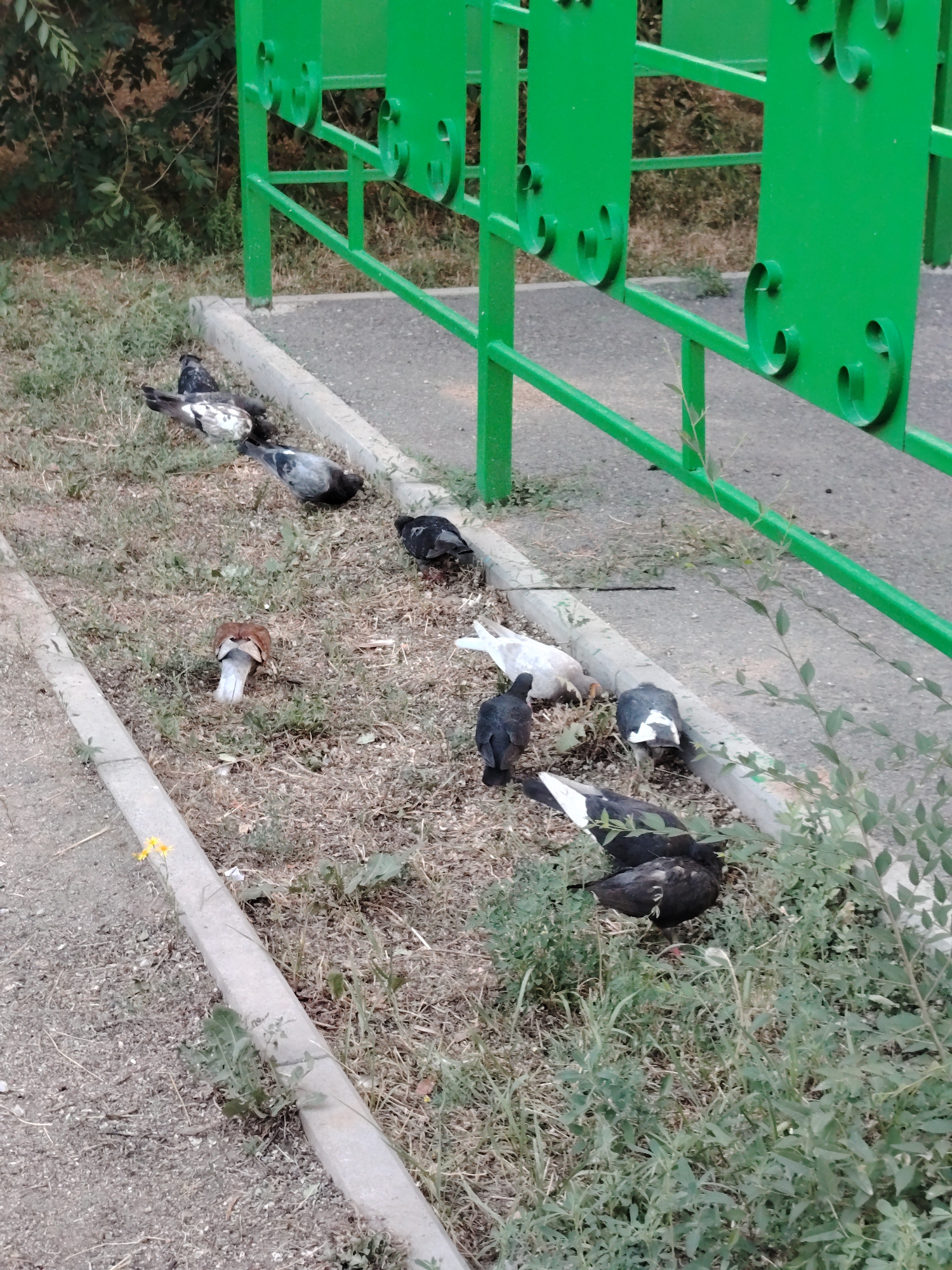 In Astana, Kazakhstan, a group of pigeons are foraging on the ground near a green metal fence. The scene appears to be on a paved area with some patches of dry grass and weeds. The fence is made of vertical bars and decorative scrollwork. Some of the pigeons are black and white, while others are primarily gray. One pigeon is facing away from the camera, showing a white tail. Another is white with black markings on its wings. A few pigeons are clustered together, pecking at the ground, while others are more spread out. The environment suggests an urban or semi-urban setting.