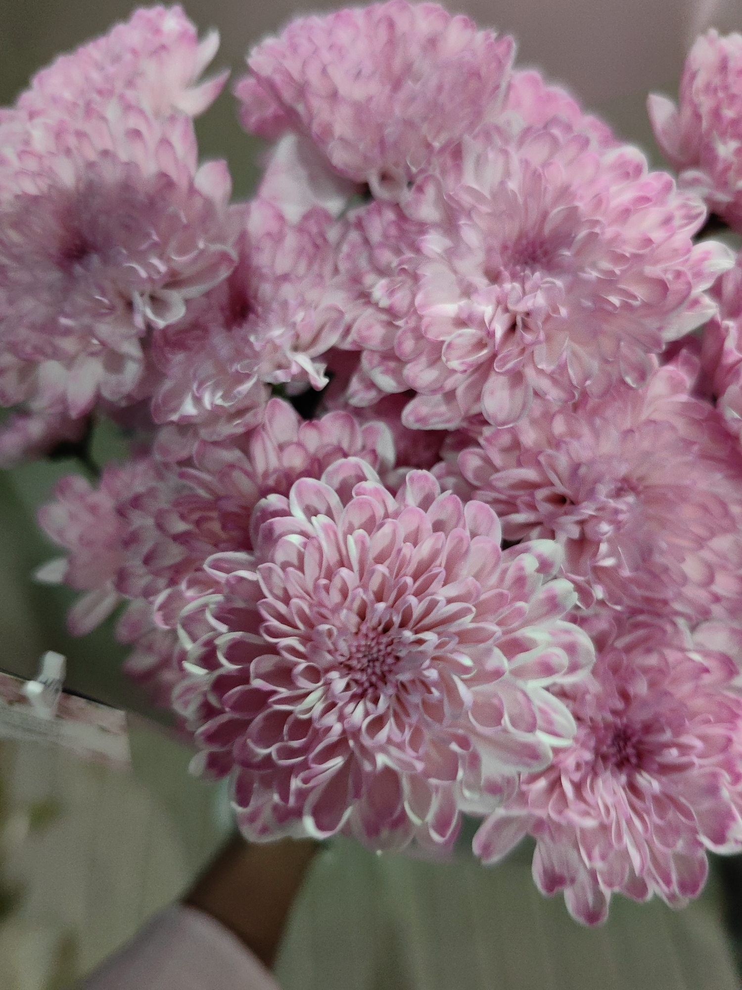 A close-up, overhead shot shows a cluster of pink chrysanthemums. The flowers fill the frame, with the petals appearing soft and layered. Some of the petals have white tips. The background is blurred, with muted tones of grey and green. A hand, likely holding the flowers or the vase they are in, is partially visible at the bottom left corner of the image, wearing a pink garment. The image does not depict any identifiable locations within Fanipal, Belarus.