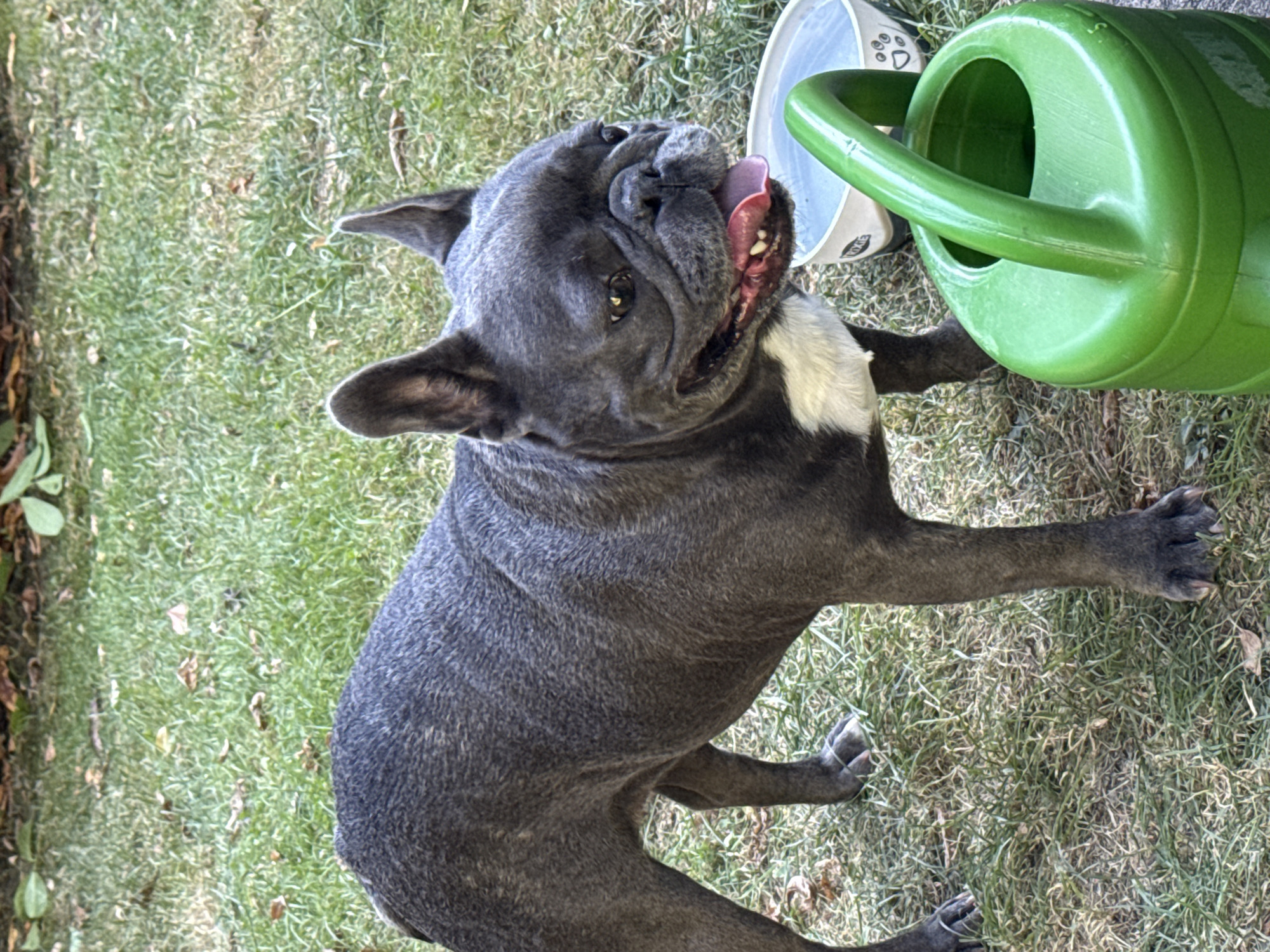 A French bulldog stands on a grassy area. The dog is dark gray with some white markings on its chest. It is panting with its tongue out. Next to the dog is a white bowl of water and a green watering can. The scene appears to be in a backyard in Bad Sachsa, Germany.