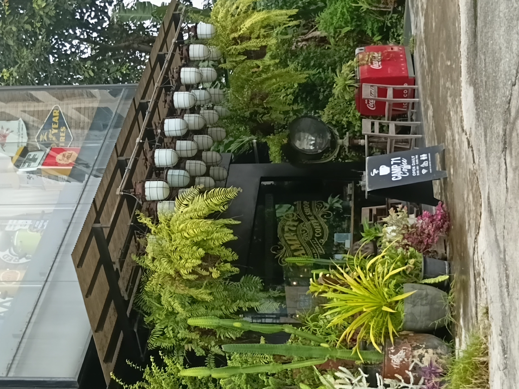 This image shows the exterior of a coffee shop called "CAMP 71 COFFEE SHOP" in Chiang Mai, Thailand. The shop features a lush, green outdoor seating area with numerous plants, including ferns, cacti, and other tropical foliage. Overhanging the entrance is a corrugated metal roof supported by a wooden structure, from which numerous pendant lights are suspended. A large window displays the shop's name in ornate script. To the right of the entrance, a vintage red Coca-Cola refrigerator is visible, along with two wooden chairs and a table. A black A-frame sign in front of the seating area advertises "CAMP 71 Coffee" and lists operating hours as "OPEN DAILY 8:00 AM - 5:00 PM". The ground is paved with concrete that shows signs of wear and cracking. The scene suggests a relaxed, outdoor cafe environment.