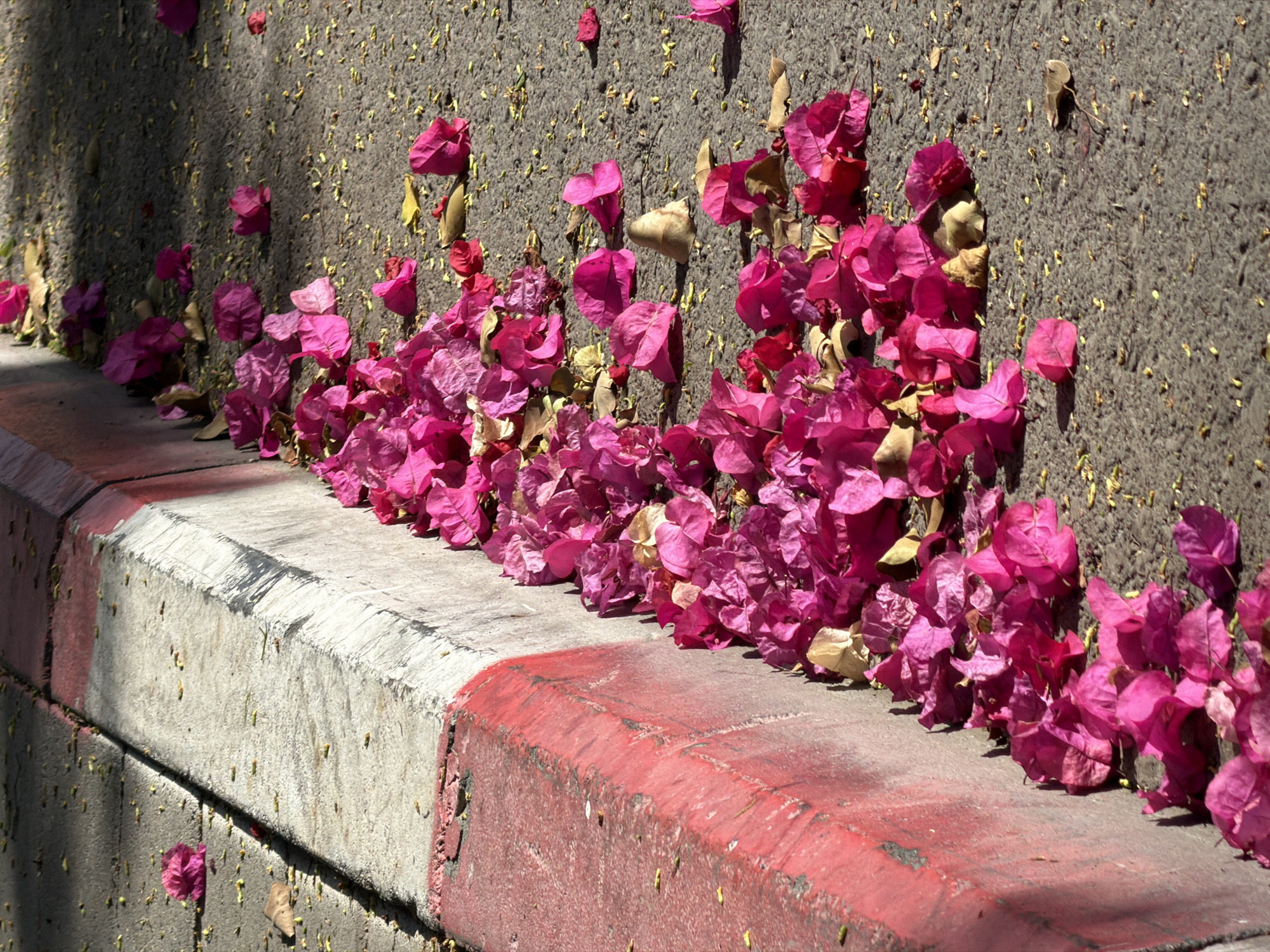 A pile of magenta-colored Bougainvillea flowers lies against a curb with a red stripe in Bat Yam, Israel. The flowers spill onto the sidewalk and against a wall covered in small pieces of debris.