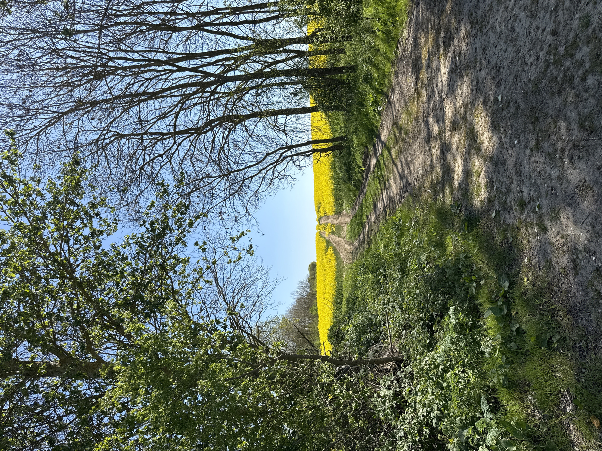 This image captures a serene rural landscape in North Hertfordshire, United Kingdom, likely during the spring season. A narrow, unpaved dirt path, illuminated by sunlight and patterned with distinct tree shadows, runs vertically along the right side of the frame, leading into the distance. To the immediate left of the path lies a vast field of vibrant, bright yellow flowers, characteristic of rapeseed or canola, extending as far as the eye can see under a clear, brilliant blue sky.
A row of deciduous trees lines the path on the left. Some trees, particularly in the mid-ground, show intricate bare branches against the sky, while others in the foreground and further along the path exhibit fresh, lush green leaves, indicating new growth. Dense green foliage, including grass and various shrubs, borders the path and grows beneath the trees.
The strong shadows and clear sky suggest a sunny day, possibly midday or early afternoon. The scene evokes a sense of tranquility and natural beauty. There are no people or visible text in the image.