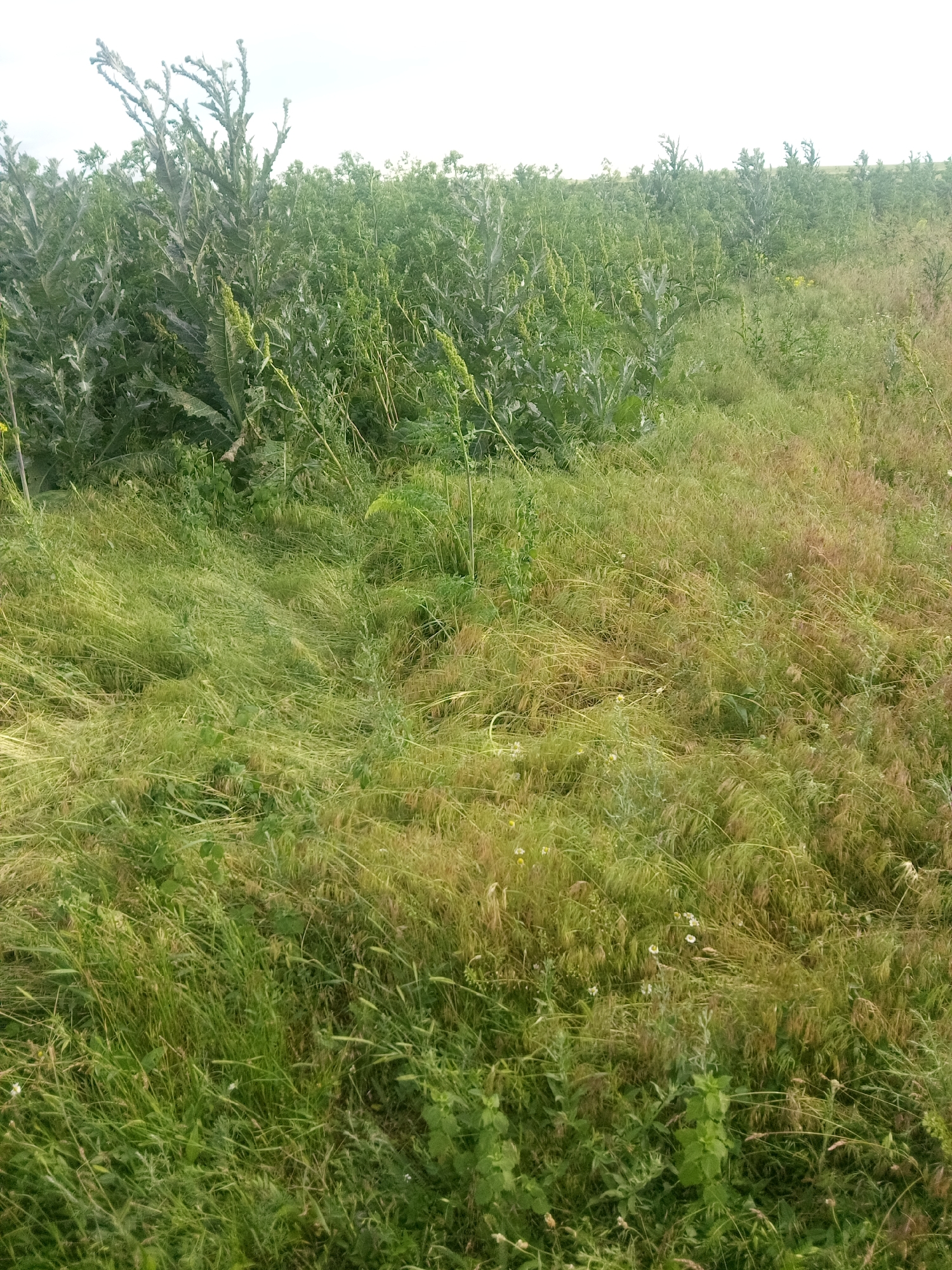 A wide shot captures a field of tall green grass with some areas showing dried, straw-colored blades. The grass is uneven and appears somewhat unkempt, with some patches flattened as if recently mown or disturbed. In the background, taller, darker green plants with spiky leaves, resembling thistles or burdock, are visible. The sky above is overcast and a pale white. The scene is outdoors in a rural or semi-rural setting, consistent with the outskirts of Zelenyi Hai, Ukraine, with no discernible man-made structures or human activity present.