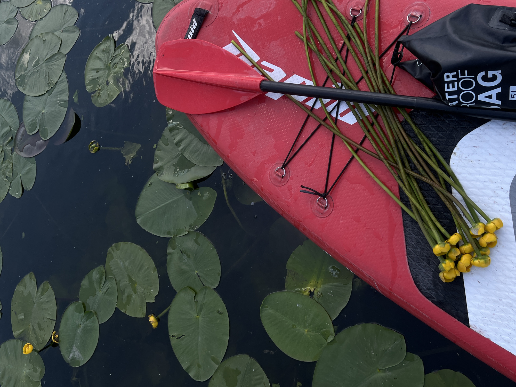 The image depicts a close-up view of a red stand-up paddleboard floating on dark water filled with lily pads and a few yellow water lily flowers. A red paddle rests on the paddleboard, with its shaft running diagonally across the scene. A bunch of long, green plant stems with yellow buds is also lying on the paddleboard. To the right of the paddle, a black waterproof bag with white lettering that reads "WATERPROOF BAG 5L" is visible. The scene appears to be set in a natural body of water, possibly a lake or slow-moving river, given the presence of lily pads. There are no people visible in the image.