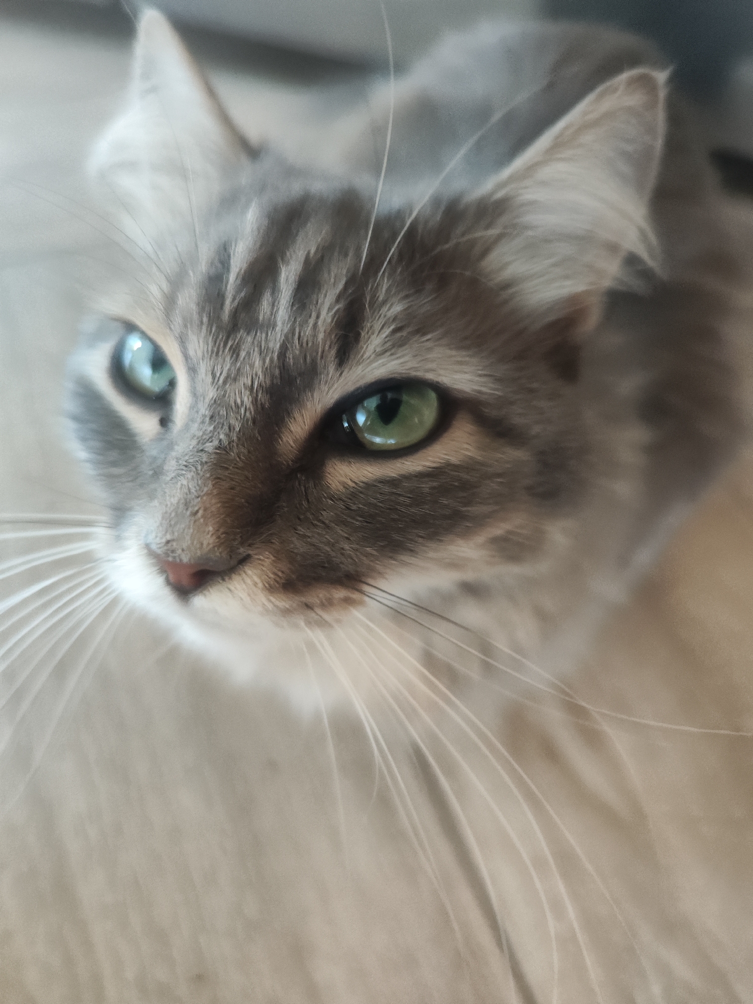A close-up, slightly upward-angled shot features a gray tabby cat. The cat has striking green eyes and long, white whiskers. The background is blurred, appearing to be a light-colored surface. No information in the image indicates a location in Chaikovsky, Russia.