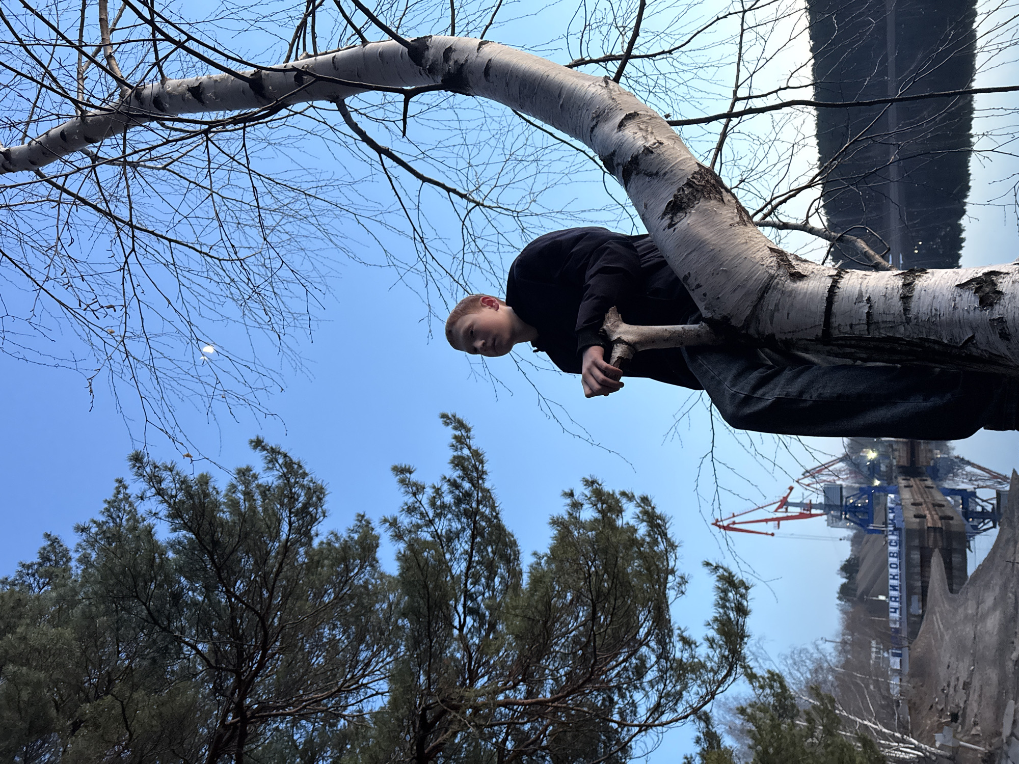 The image captures an outdoor scene from a low-angle perspective, looking upwards at a clear, bright blue sky. A young person is positioned on a thick, light-barked birch tree branch that stretches across the mid-ground. The individual, with short, reddish-blonde hair and dressed in a dark jacket and pants, is looking slightly downwards. The birch tree displays many bare branches, indicative of late winter or early spring. A faint crescent moon is visible in the upper left portion of the blue sky. Below the main tree branch, dark evergreen trees are visible, suggesting a wooded area. In the background, a calm body of water reflects the sky and industrial structures. Prominent among these structures is a large blue and red crane next to a concrete wall or dam. On one of the blue structures, the Russian text "ЧАЙКОВСКИЙ" (Chaikovsky) is clearly visible in white lettering. This, along with the industrial elements, points to the scene being in Chaikovsky, Russia, likely near the Votkinsk Hydroelectric Station. The visible moon during clear daylight suggests the time is either morning or late afternoon. The overall impression is one of a serene, possibly contemplative moment amidst a natural and industrial landscape.