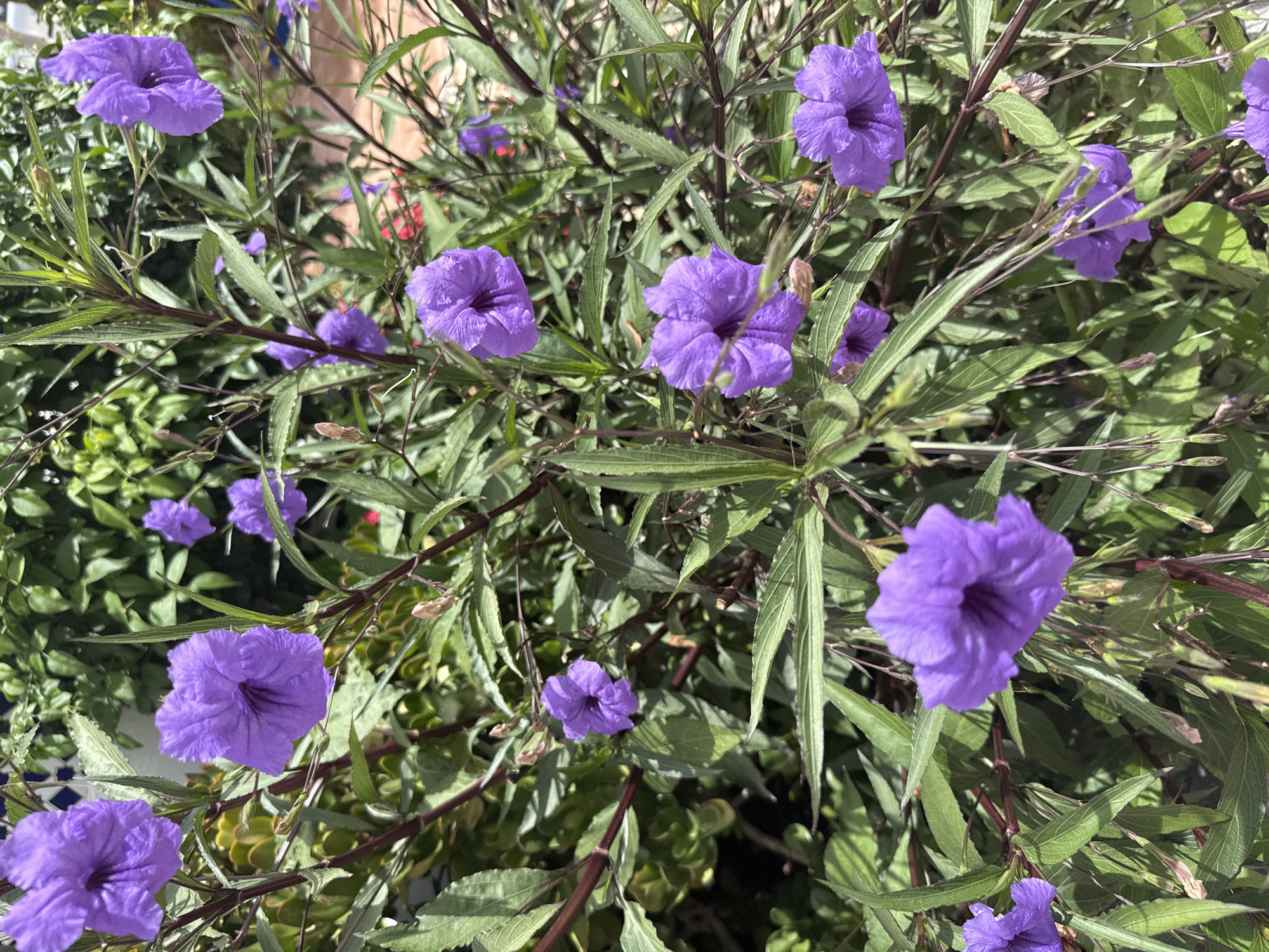 This media file is a close-up, overhead shot of several purple flowers with green foliage. The flowers appear to be of the same species, possibly Mexican petunias, characterized by their trumpet-like shape and delicate, ruffled petals. They are vibrant purple, with some deeper purple shading in the center of the blooms. The leaves are long and slender, with a somewhat pointed tip, and vary in shade from a deep green to a lighter, more yellow-green, indicating they are healthy and receiving sunlight.
The scene is natural and appears to be an outdoor garden setting. The lighting suggests it is daytime, likely a sunny day, as evidenced by the bright illumination on the petals and the shadows cast by the leaves and stems. There are no people or animals visible in the frame. The focus is solely on the botanical subjects.
Notable details include the way the flowers are positioned on thin, dark stems, with some stems appearing almost black or deep red, providing a striking contrast to the purple blooms and green leaves. Some of the flowers are fully open, while others appear to be budding or partially closed. There are also some seed pods visible, suggesting the plant is in a stage of reproduction. The background is a blur of more green foliage and possibly some reddish elements, but they are out of focus and do not detract from the main subjects. The overall impression is one of natural beauty and the lushness of a garden in bloom. There is no visible text in the image.