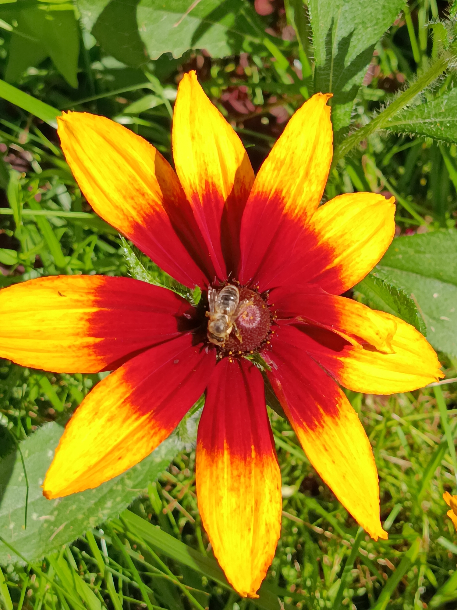 A close-up, high-angle shot captures a vibrant rudbeckia flower in bloom, set against a blurred background of green foliage and grass. The flower's petals display a striking gradient, transitioning from deep red at the center to bright yellow at the tips. A bee is prominently featured, positioned on the central disc of the flower, seemingly collecting nectar. The surrounding environment suggests an outdoor setting, possibly a garden or park. Based on the context of Verea, Russia, this scene likely depicts a natural element within the urban landscape of the city.