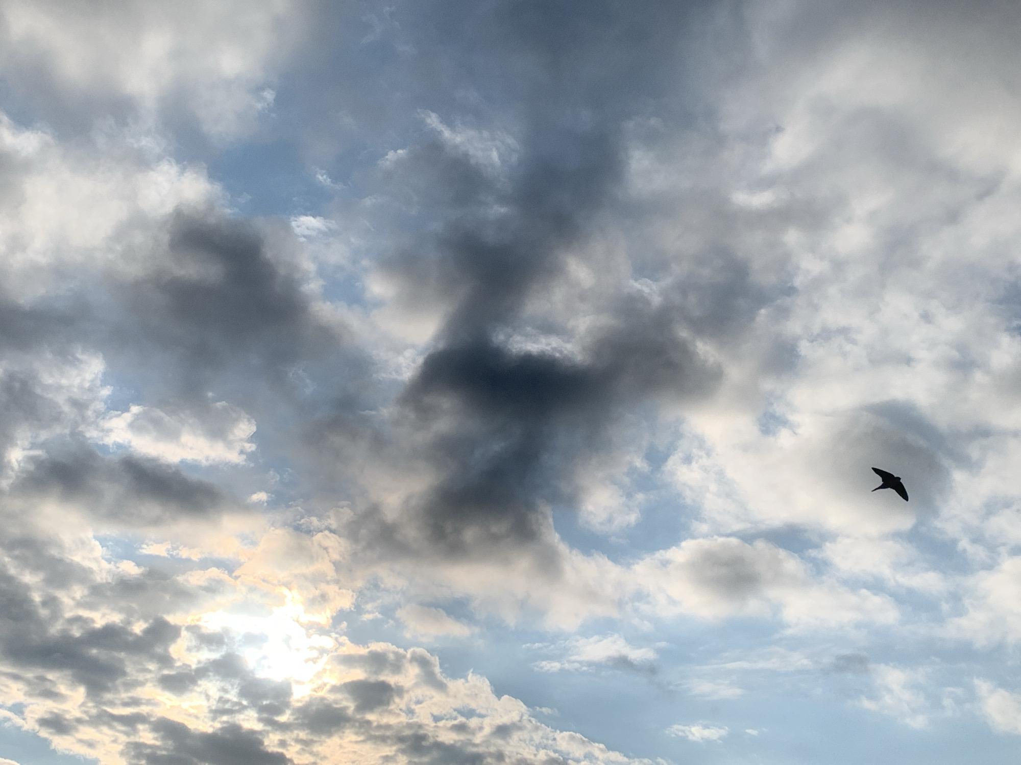 A solitary bird, silhouetted against a dramatic sky, soars through a fragmented cloudscape. The sky displays a gradient of blues, from a deep azure in the upper portions to lighter, hazy tones closer to the horizon. Large, textured clouds dominate the scene, with dark gray masses intermingled with softer, white and light gray formations. Sunlight breaks through in the lower left quadrant, casting a warm glow on some of the clouds, creating a contrast between light and shadow. The bird, a small, dark shape with outstretched wings, is positioned in the upper right quadrant, appearing to be in mid-flight, its form sharp and defined against the softer textures of the sky. There are no people or man-made structures visible in this image, which appears to be a capture of a natural, outdoor environment. The location is identified as the city of Kolomyia, Ukraine.