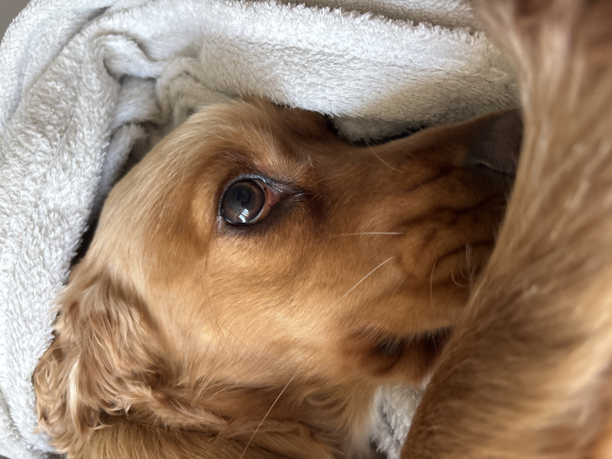 The image is a close-up, eye-level shot of a golden-colored dog, likely a cocker spaniel, lying down and wrapped in a white, plush towel. The dog's head is turned towards the right side of the frame, with its eye clearly visible and reflecting light. Its fur is a warm, reddish-brown color, and a few white whiskers are prominent on its muzzle. The towel is textured and appears soft, creating a cozy environment for the dog. The background is blurred, focusing all attention on the dog's face and the surrounding towel. There is no discernible urban or specific geographical context visible in the image, making it impossible to determine any location in Shumen, Bulgaria. The scene appears to be indoors, possibly in a home, given the presence of the towel and the intimate framing of the subject.