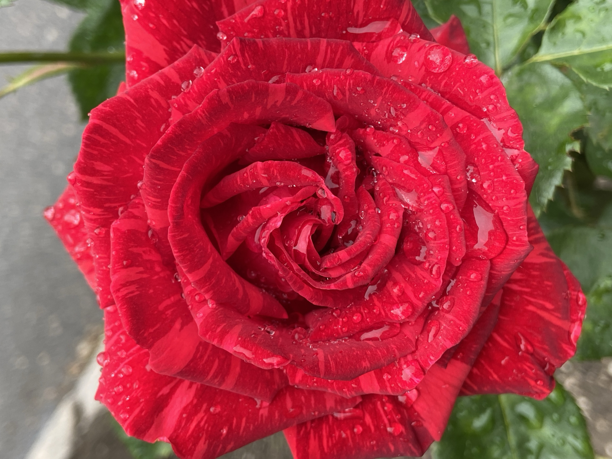 A close-up shot of a red rose with darker red stripes, adorned with water droplets. The rose is in full bloom, its petals spiraling tightly towards the center. The background shows hints of green leaves and a grey surface. The location is Unknown, Unknown.