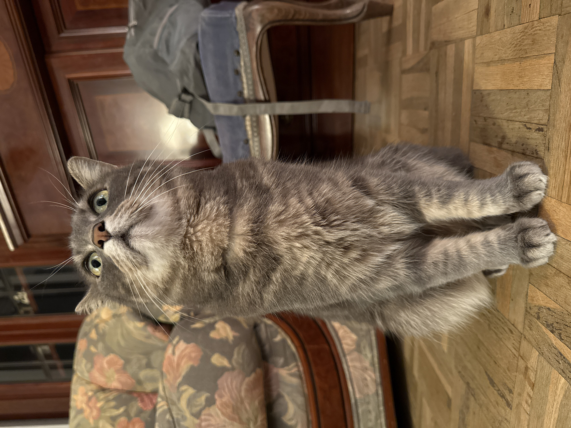 A fluffy, grey-striped tabby cat with bright green eyes and prominent white whiskers is the central subject, lying or resting on a light-toned wooden parquet floor and looking directly upwards. The cat's fur shows distinct darker stripes, and its nose is a soft pinkish-brown. Its front paws are tucked underneath its body.
The setting appears to be indoors. To the cat's left, a patterned armchair with floral upholstery in shades of pink, orange, and greyish-green is visible, alongside a dark wooden piece of furniture, possibly a cabinet or door. To the cat's right and in the background, a wooden chair with blue upholstered seating and a carved frame is partially seen, with a grey strap draped over it. The wooden floor features a geometric, possibly herringbone, pattern.
The lighting is artificial and seems to create a warm, intimate atmosphere. The cat's alert and upward gaze suggests curiosity or engagement with something above it. There is no visible text in the image. The user provides the location context as Barcelona, Spain.