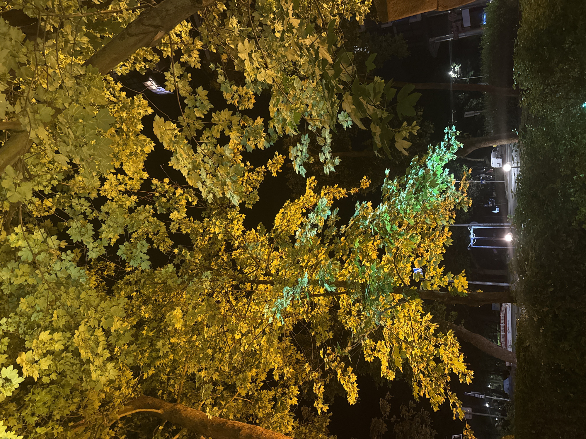 The image captures an urban night scene, predominantly featuring a dense canopy of trees with lush foliage illuminated by artificial lights. The time of day is clearly night, as indicated by the dark, almost black sky and the prominent glow emanating from various light sources.
The main subjects are the trees, whose broad leaves appear in vibrant shades of yellow, lime green, and emerald green, strongly contrasting with the darkness. The illumination creates a dynamic interplay of light and shadow among the leaves and branches. Some thicker tree trunks are visible at the bottom and extending into the frame from the sides.
Beyond the immediate foreground of leaves, glimpses of a street or pathway are visible in the mid-ground and background. Streetlights cast their glow, some appearing as bright orbs, while others faintly illuminate the surroundings. A white van or truck is discernible on the street in one of the provided crops, along with other indistinct vehicle shapes. Buildings are hinted at as dark silhouettes or distant illuminated windows. Hedges form a boundary on the right side of the scene.
No specific activity or event is clearly taking place; the scene appears static, capturing a moment in an urban environment.
Notable details include the striking artificial lighting that gives the foliage a luminous quality. The differing hues of green and yellow on the leaves suggest either the specific type of artificial light used or possibly early autumn colors. In one of the crops, a sign or information board stands by the street. Although much of the text is illegible due to distance and resolution, the word "ОБЩИНА" (Municipality) can be identified on the board, consistent with the location context of Burgas, Bulgaria. The overall impression is one of a vibrant, artificially lit urban landscape after dark.