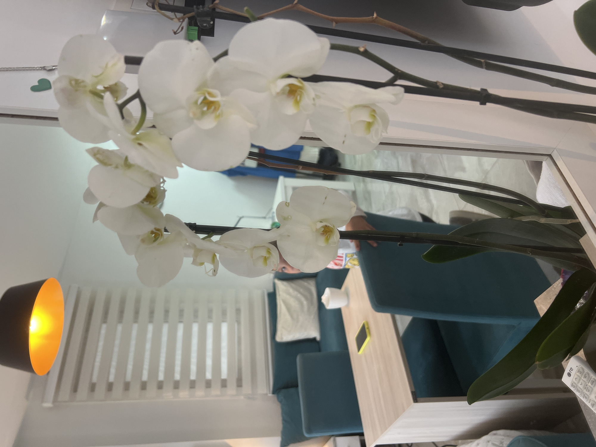 A still life photograph taken indoors features white orchids in full bloom. The flowers are positioned in the upper portion of the frame, with their stems extending toward the lower portion. In the background, a room is reflected in a mirror. The room contains a blue couch, a light wood table with a yellow cell phone on it, and a white cushion. In the lower left corner, a portion of a black lamp with a gold interior is visible. The room receives light through window blinds. The location is in a residential building in Budva, Montenegro.