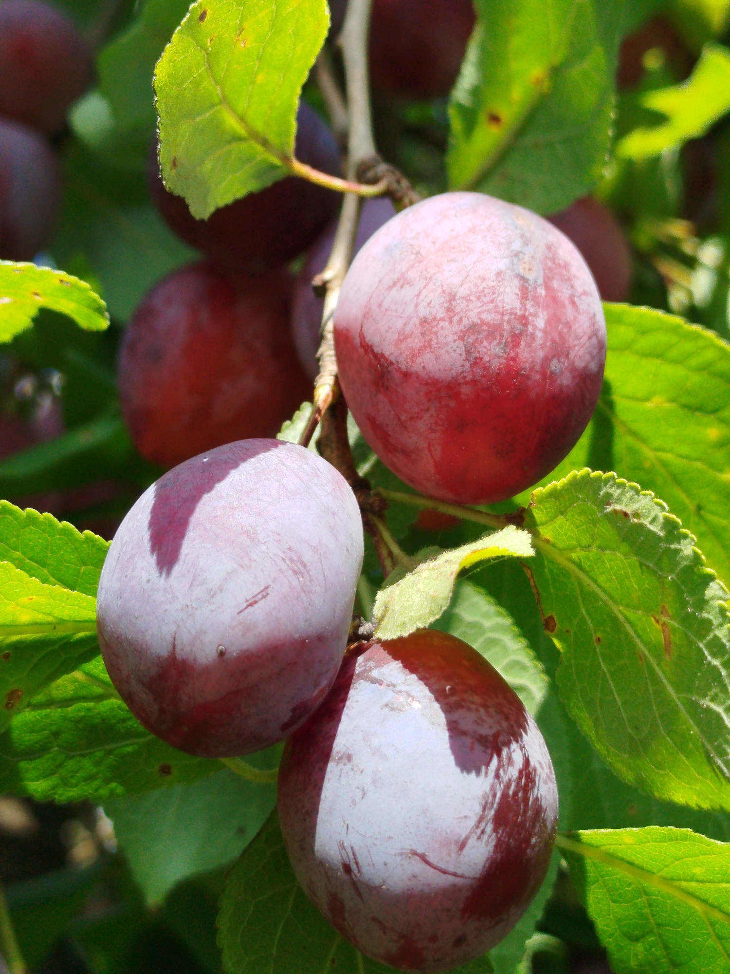 The image shows a close-up of several ripe plums hanging from a tree branch amidst green leaves. The plums vary in color, with some being a deep red and others a lighter purplish-pink with a dusty bloom. The sunlight catches the smooth, round surfaces of the fruit, highlighting their texture and the subtle variations in their hues. The leaves are a vibrant green, some catching the light and appearing almost translucent, while others are in shadow. The overall impression is one of natural abundance and the ripeness of fruit on the vine. The image does not provide any information about the city of Чкаловское Снт, Russia.