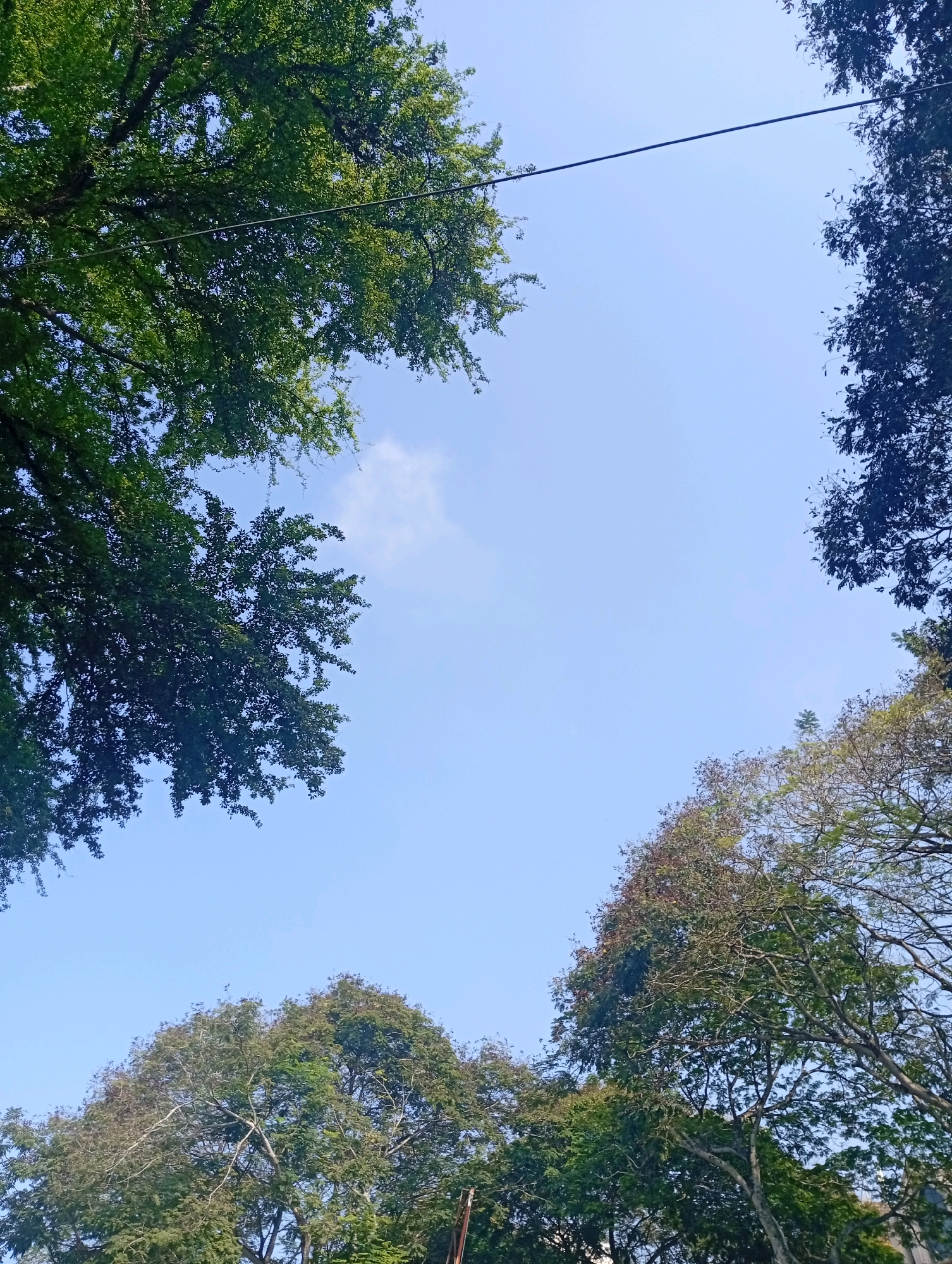 This is an outdoor, low-angle, eye-level shot of trees against a clear blue sky in Selayang Municipal Council, Malaysia. In the foreground, the dense green foliage of several trees frames the sky. A thin, dark electrical wire stretches diagonally across the upper portion of the frame, passing through the branches of the trees. The sky is mostly clear with a single, wispy white cloud visible in the upper left quadrant. The lighting suggests daytime.