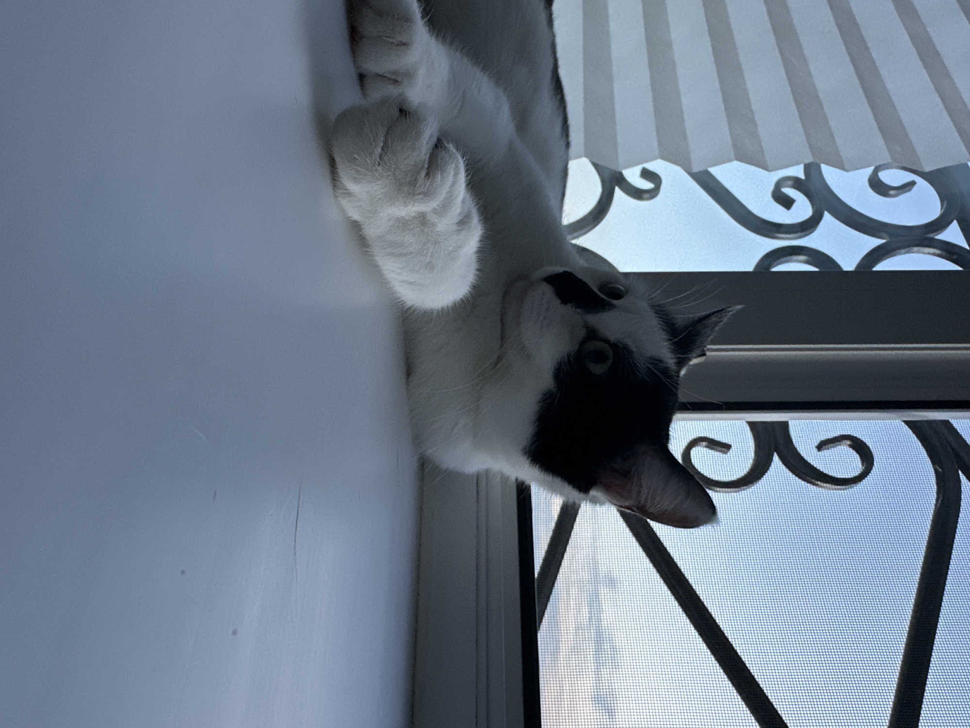 A black and white cat is lying on a white windowsill, looking out a window. The cat's body is mostly white with black markings on its head and back. Its paws are white and fluffy. The window has a white accordion-style blind on the left and a screen with black bars on the right. The sky outside appears to be a pale blue with some clouds, suggesting it may be early morning or late evening. There are decorative wrought iron elements visible in the window frame. The scene does not provide any specific information about its location in Kokshetau, Kazakhstan.