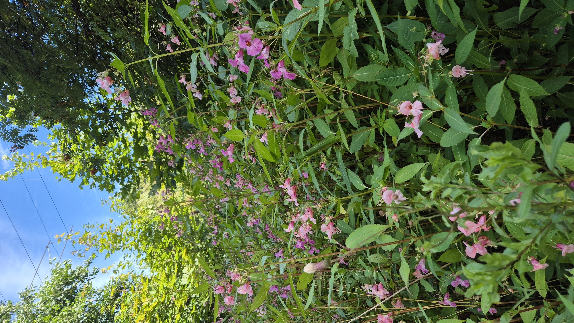 The image shows a dense patch of Himalayan balsam (Impatiens glandulifera) with numerous pink flowers and green leaves, under a bright blue sky with a few thin white clouds. The plants are tall and slender, with some reaching above the natural treeline, suggesting they are growing in a wild or semi-wild area. The background includes leafy trees, some with red berries, and overhead power lines. The scene appears to be a natural environment, possibly a roadside verge, park, or woodland edge. No people or animals are visible. The overall impression is one of lush, overgrown vegetation on a clear day. The plants are in bloom, indicating it is likely summer. Based on the presence of power lines and the general appearance of the vegetation, the location could be an urban or semi-urban fringe area. Given the context of Kotka, Finland, this scene could be found along walking paths or in parks within the city where non-native species like Himalayan balsam can thrive.