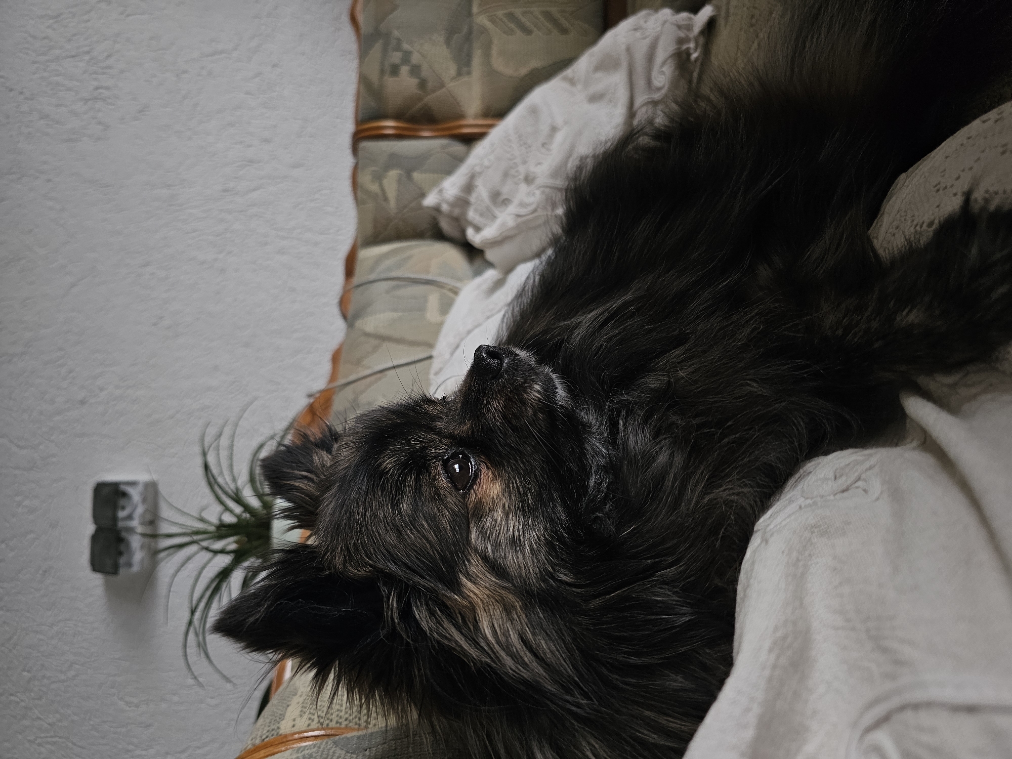 A dark, long-haired dog rests on an upholstered couch covered with white linens. The dog's head is near the left side of the frame, looking upwards. In the background, a white wall is visible, featuring a mounted air plant. The location is possibly Krasnovo, Bulgaria, given the prompt's instructions.