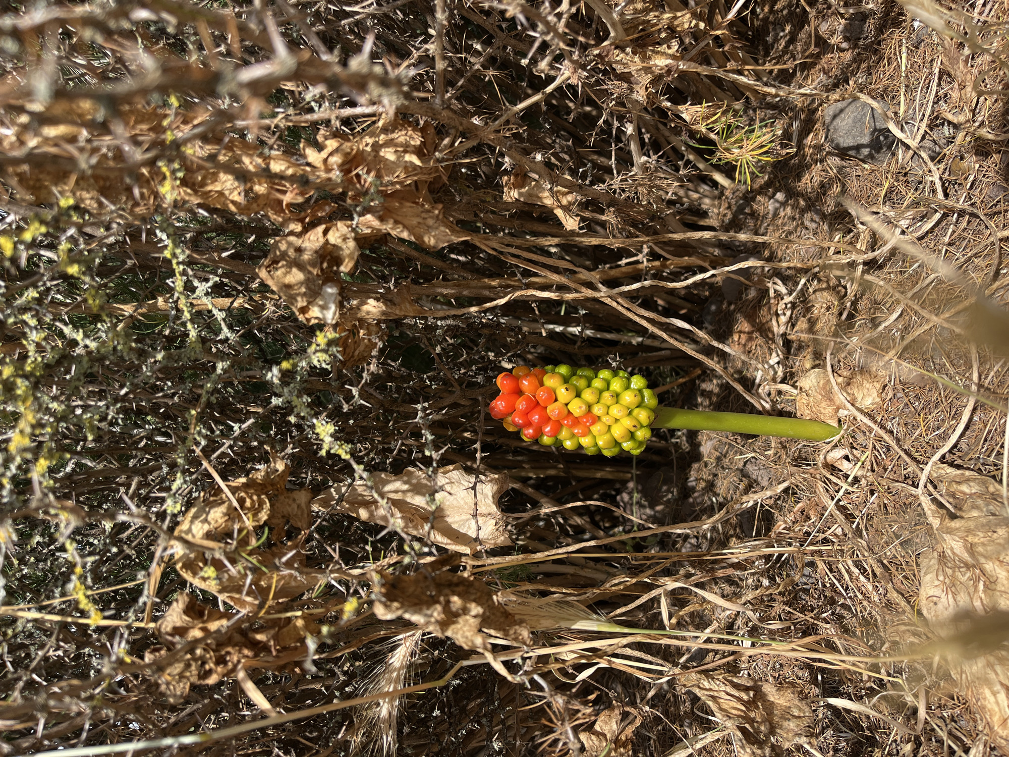 The image shows a cluster of Arum italicum berries, transitioning from green at the stem to yellow and then to red at the tip. The berries are surrounded by dry vegetation including thorny branches, dry leaves, and scattered debris. The image was likely taken outdoors in a dry, Mediterranean environment, consistent with the climate of Zrofolliu/Zerfaliu, Italy. No people or animals are visible.