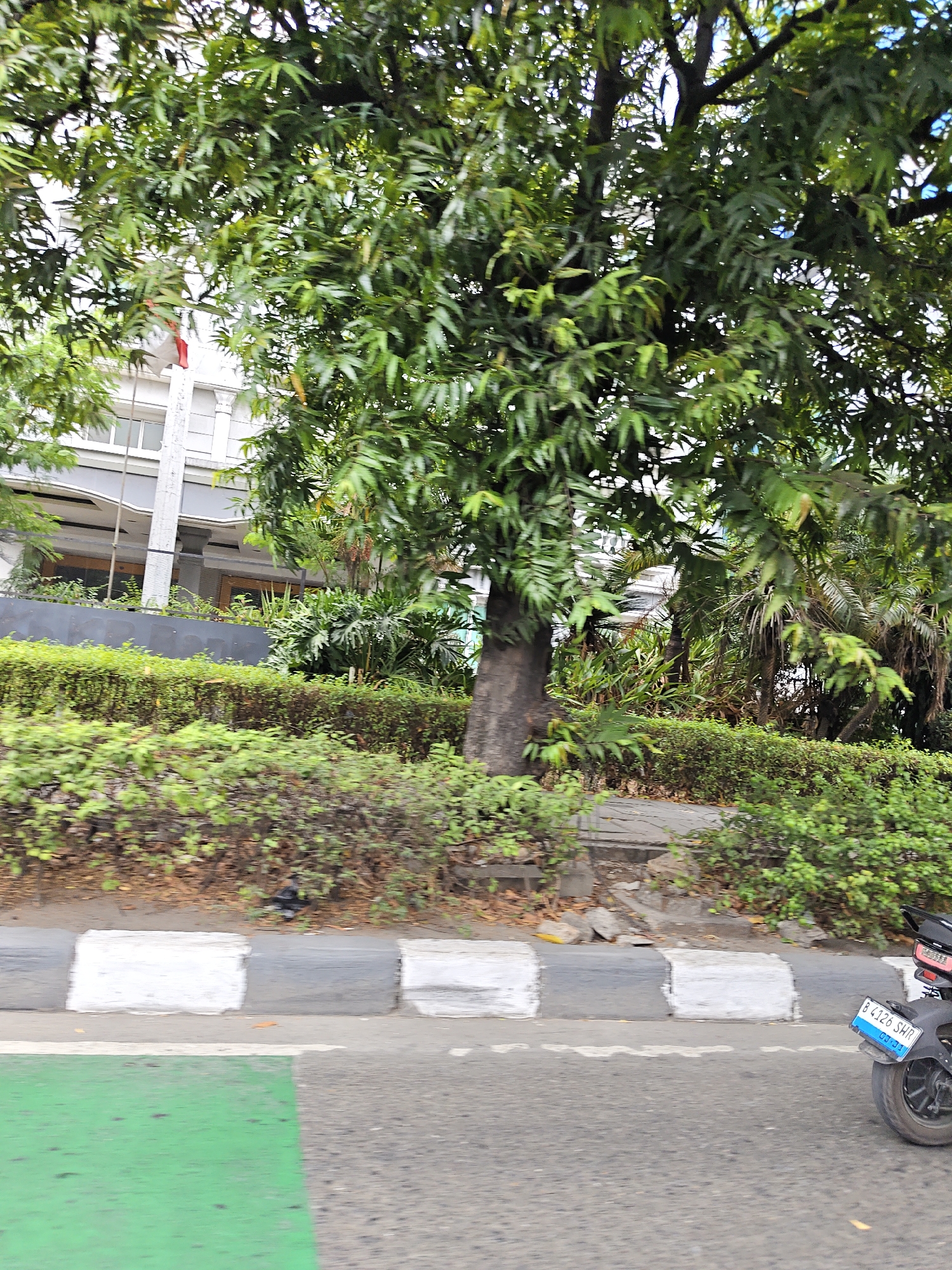 A daytime, medium-shot image captured from a moving vehicle shows a street scene in West Jakarta, Indonesia. The foreground features a section of asphalt road with a vibrant green painted lane and a curb marked with alternating white and grey blocks. A portion of a motorcycle's rear wheel and license plate, which reads "B 4126 SHD", is visible on the right side of the frame. In the mid-ground, a dense hedge forms a barrier, behind which a building with a modern facade, featuring balconies and large windows, is partially obscured by the lush foliage of large trees. The trees, with their dark trunks and abundant green leaves, dominate the upper portion of the image, creating a canopy that filters the sunlight. The overall environment suggests an urban setting with a significant presence of vegetation alongside infrastructure.
