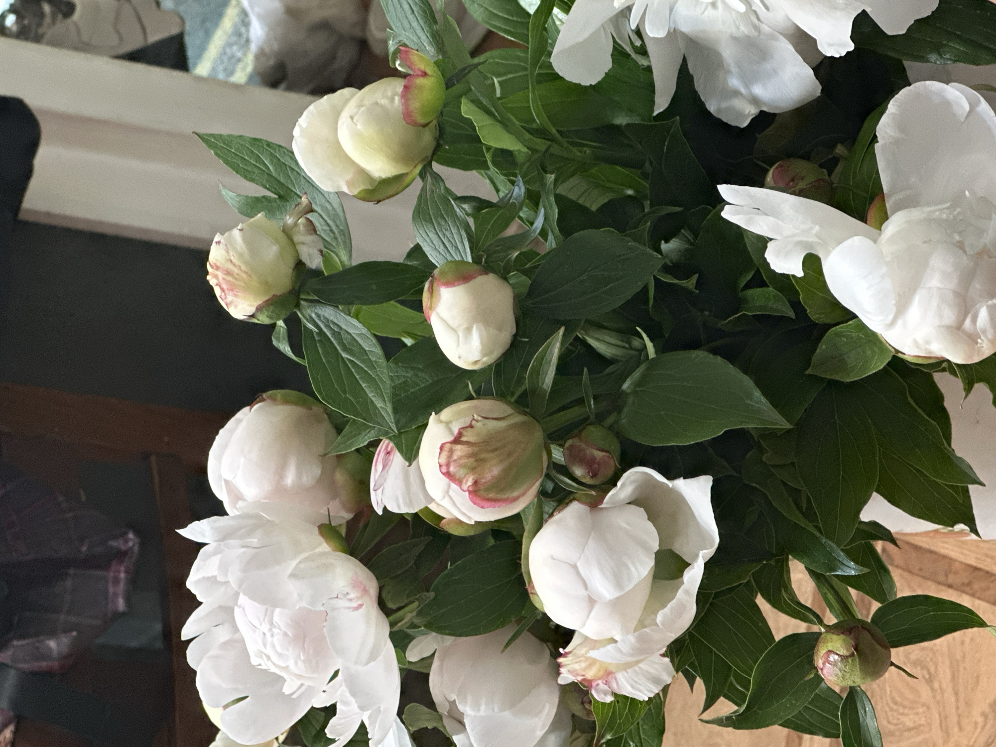 The image presents a close-up, top-down view of a lush bouquet of white peonies, filling the majority of the frame. The flowers are in various stages of bloom, with several fully or partially open, showcasing soft, ruffled white petals. Some of these open blooms display subtle pinkish-red tints, particularly on their outer petals or undersides. Interspersed among the open flowers are numerous closed or partially opened buds, which are predominantly round and greenish-white, marked with distinct reddish-pink streaks or patches on their developing petals.
The peonies are surrounded by an abundance of dark green leaves, providing a rich, vibrant contrast to the light flowers. The background is largely out of focus, contributing to the depth of field. To the top left, a blurry, light-colored surface with indistinct objects is visible. The middle-left and bottom-left sections of the background appear darker and shadowed, while the right side reveals a warm, textured wooden surface, possibly a piece of furniture. The lighting is bright and natural, highlighting the freshness of the blossoms. There are no people or discernible text in the image. The scene suggests an indoor setting, creating a serene and natural aesthetic.