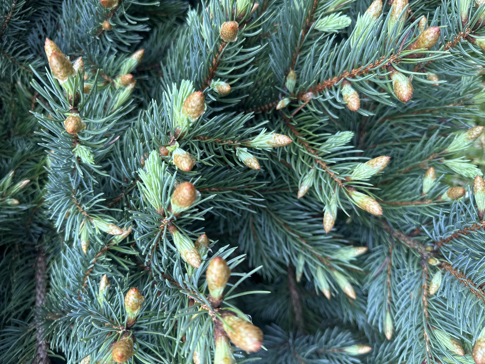 The image shows a close-up of branches from an evergreen tree, possibly a spruce or fir, with needles that have a bluish-green hue. Small, cone-like structures are visible at the tips of many of the branches. These cones appear to be in an early stage of development. The image has a natural lighting and is moderately detailed. The location in the city of Stavropol, Russia, is not possible to determine from visual information.