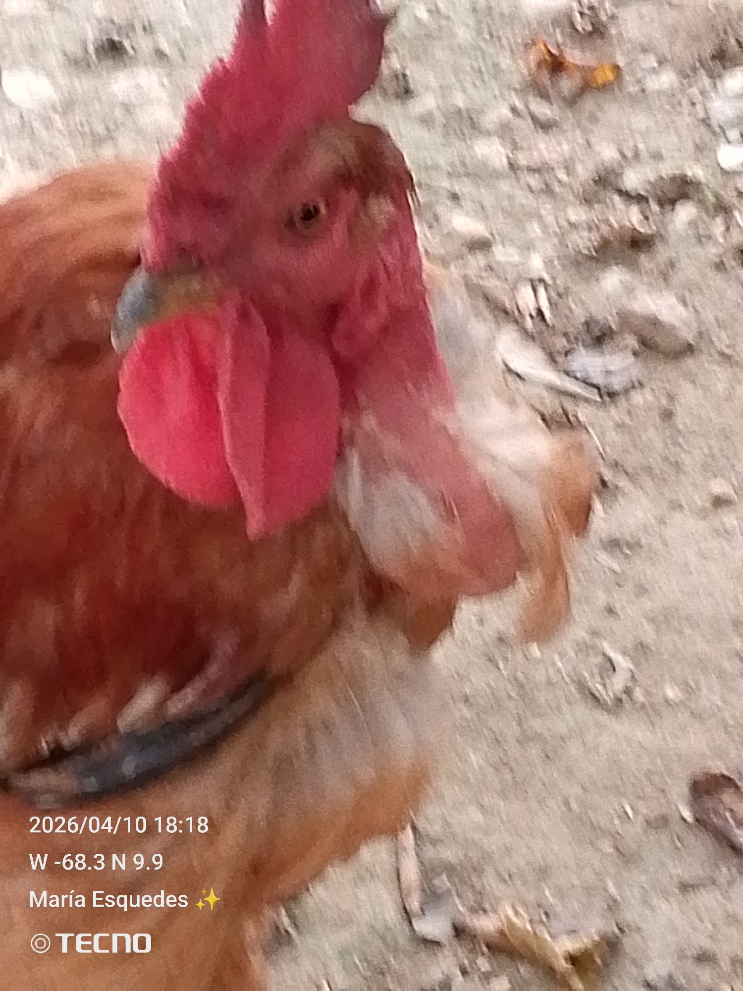 A close-up shows a red-brown rooster with a large red comb and wattle. The rooster stands on a dirt ground surface with some scattered dry leaves. The lower left corner of the image shows overlaid text indicating the date "2026/04/10 18:18" and the coordinates "W -68.3 N 9.9." The name "María Esquedas" is also present above the phone's brand, "TECNO." The location is identified as Unknown, Unknown.